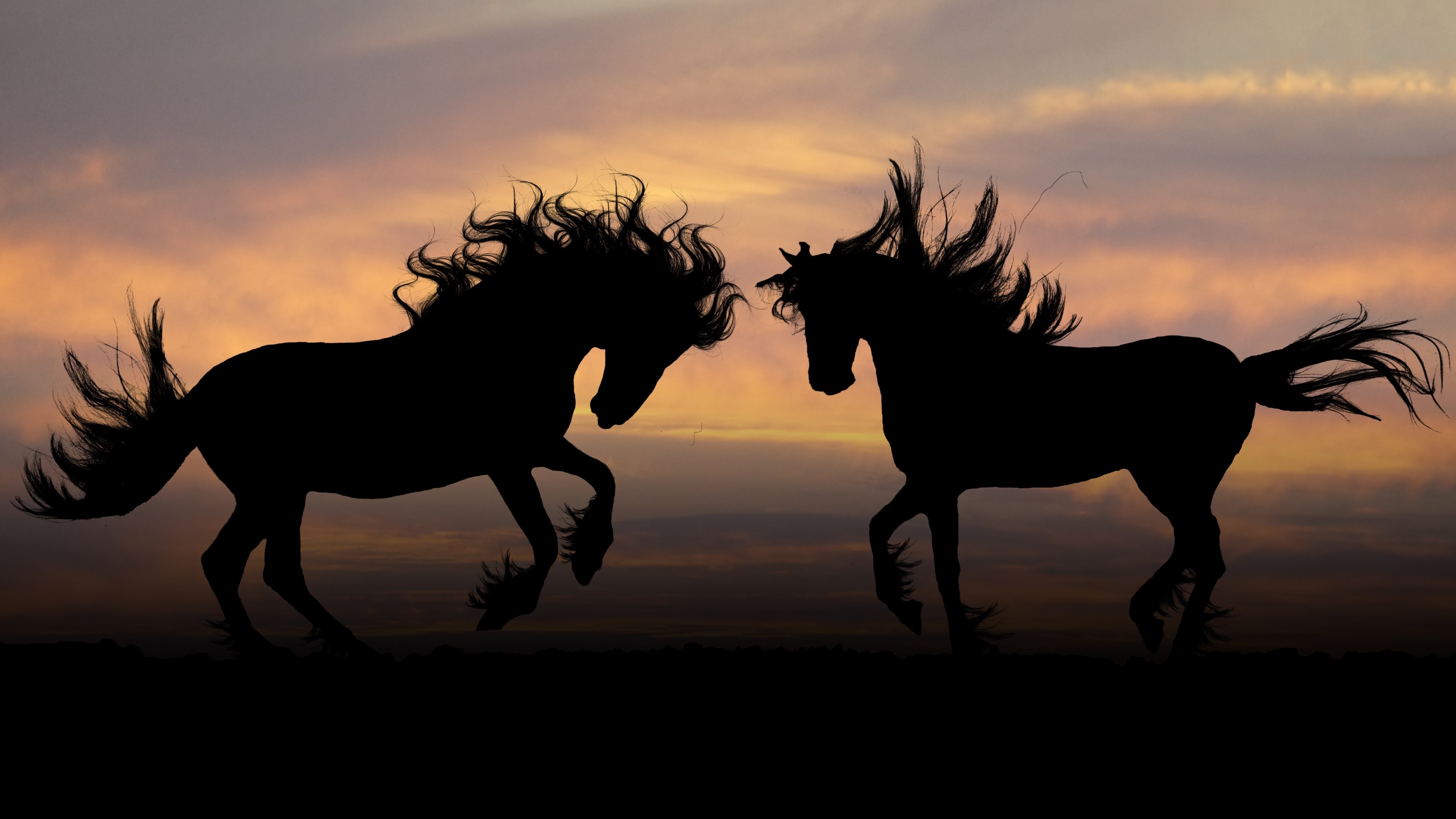 3840x2160 Wallpaper: Horse Silhouettes. Ultra HD 4K 