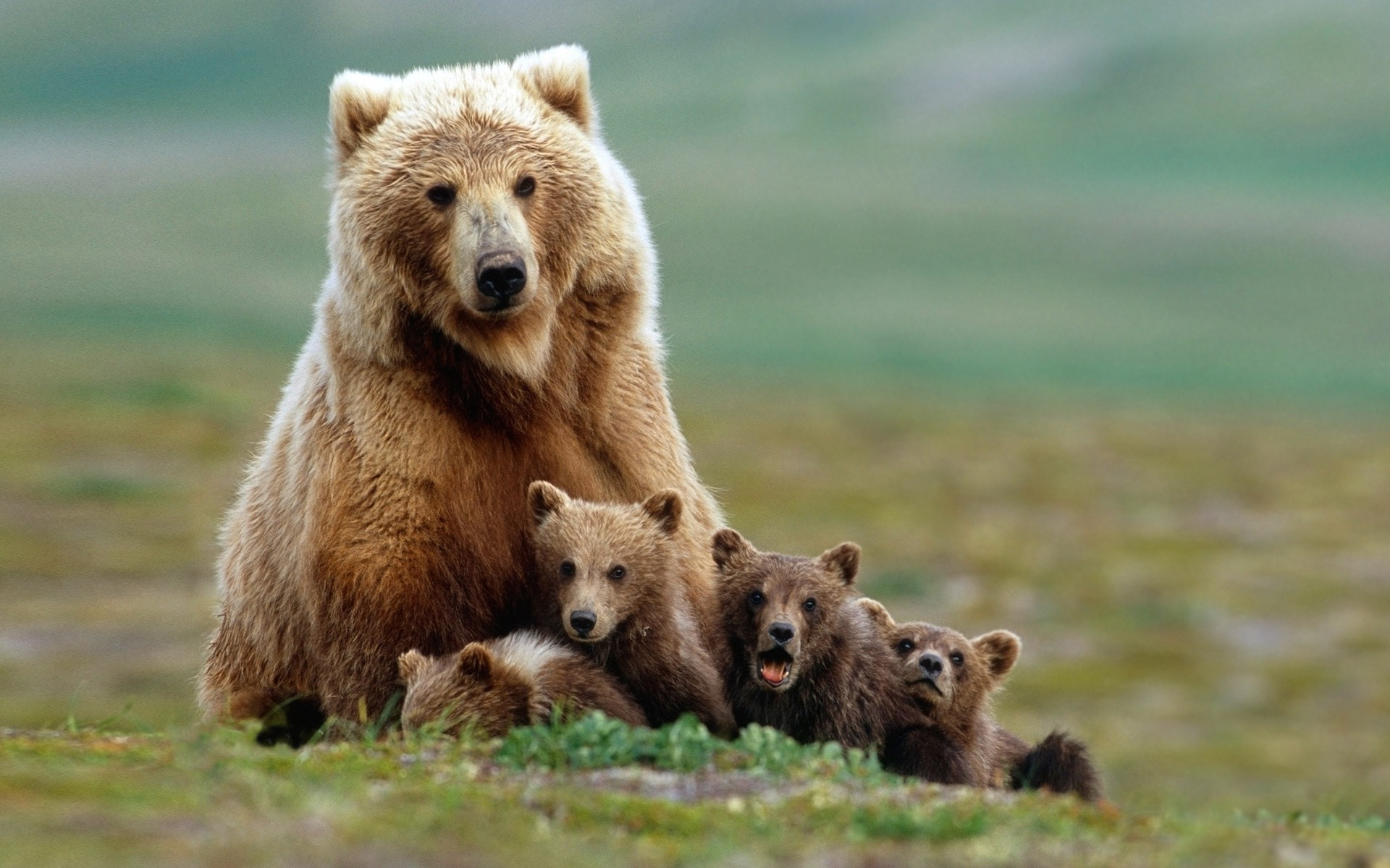 1920x1200 animals, Bears, Baby Animals Wallpapers HD / Desktop and Mobile Backgrounds