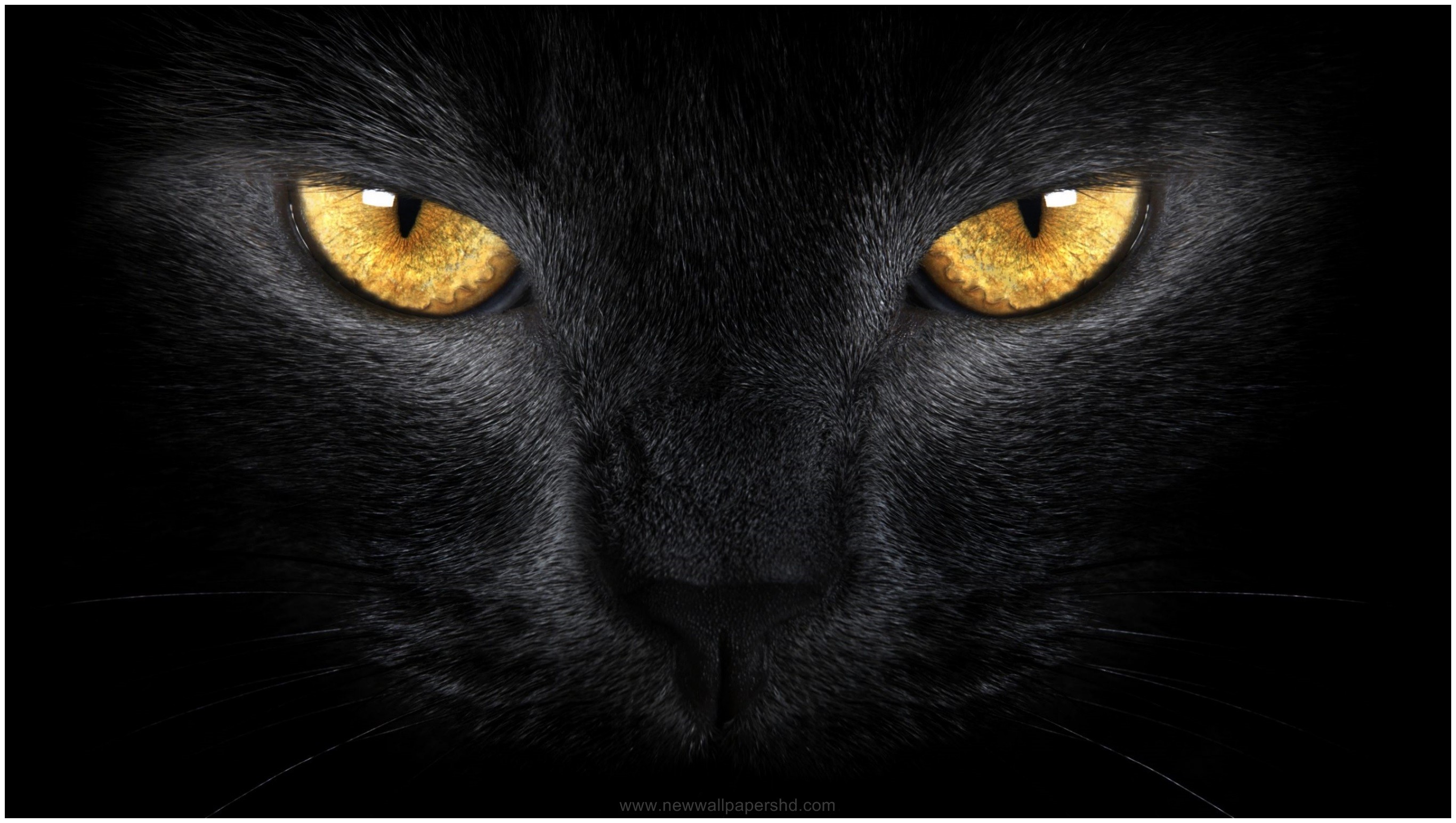 2732x1544 BLACK CAT FACE AND EYES HD WALLPAPER