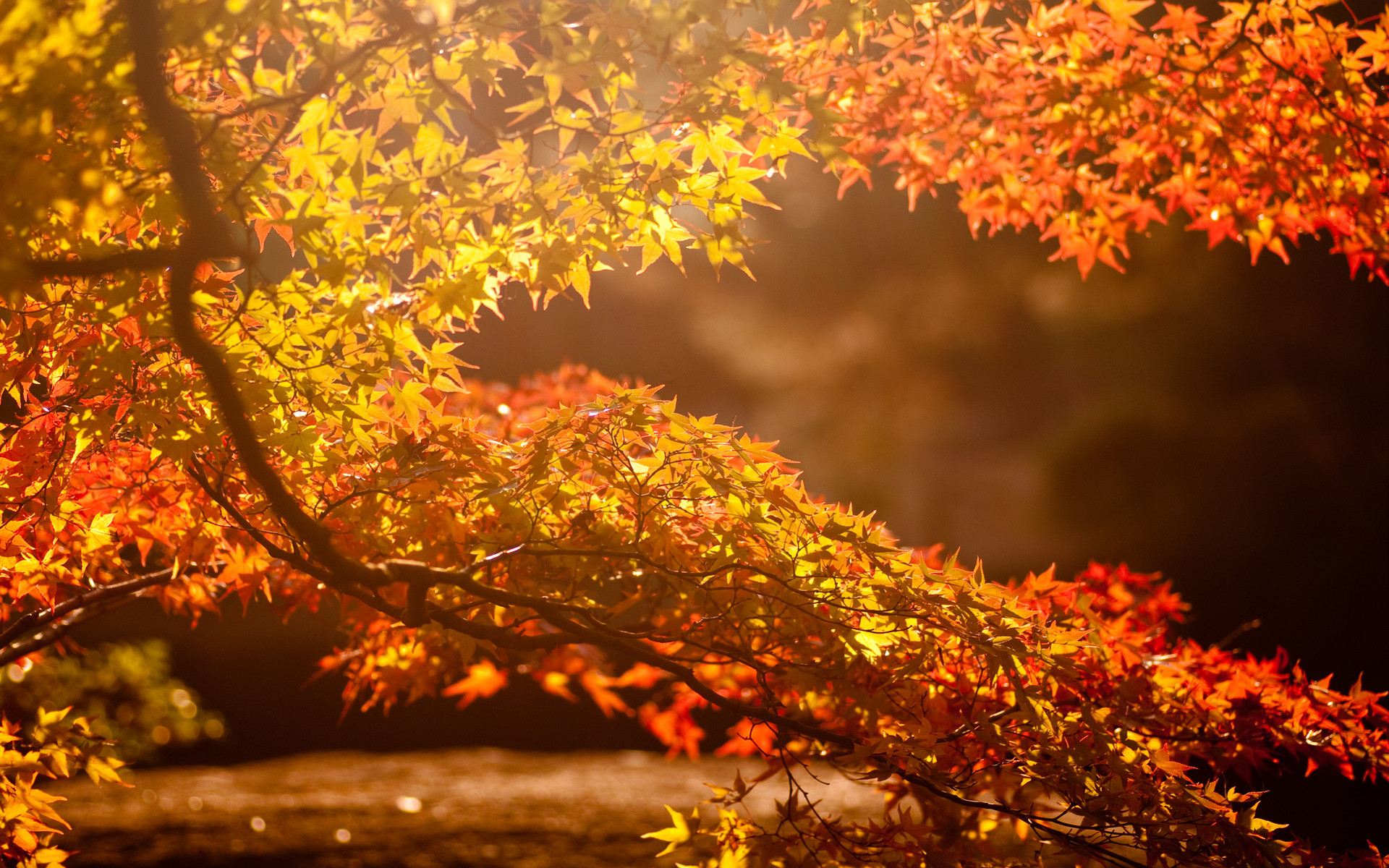 1920x1200 autumn background pictures