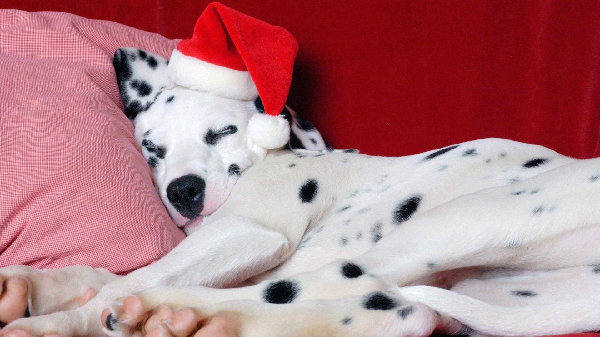 1920x1080 desktop images of christmas dogs