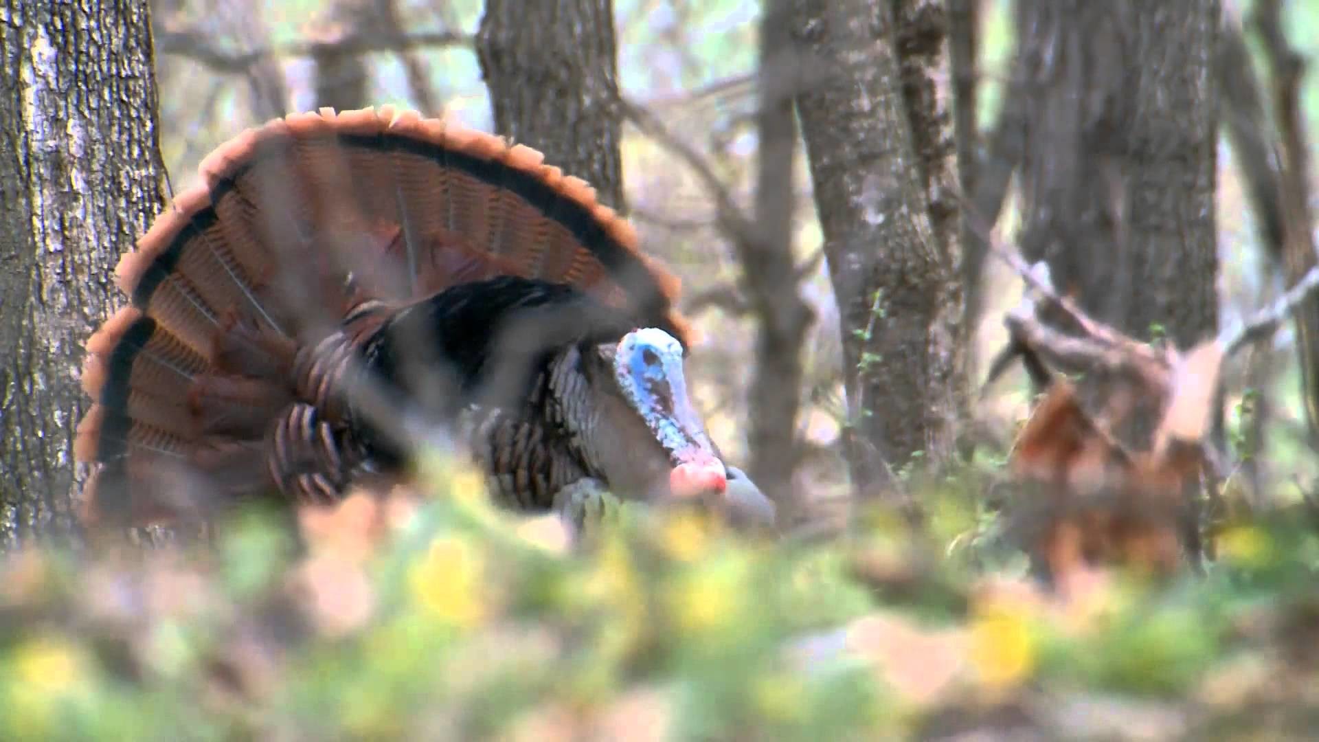 1920x1080 Do You Know Why a Male Turkey Gobbles?