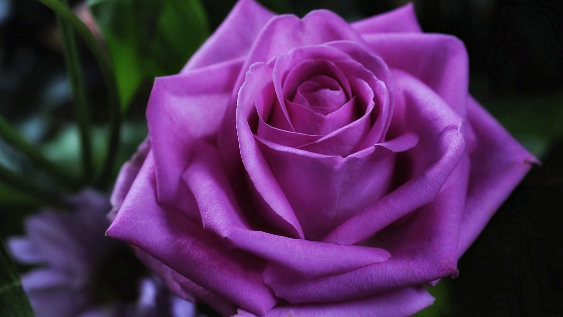 1920x1080 Love Tag - Flowers Emotions Purple Love Violet Spring Life Rose Red Romance  New Nature Desktop
