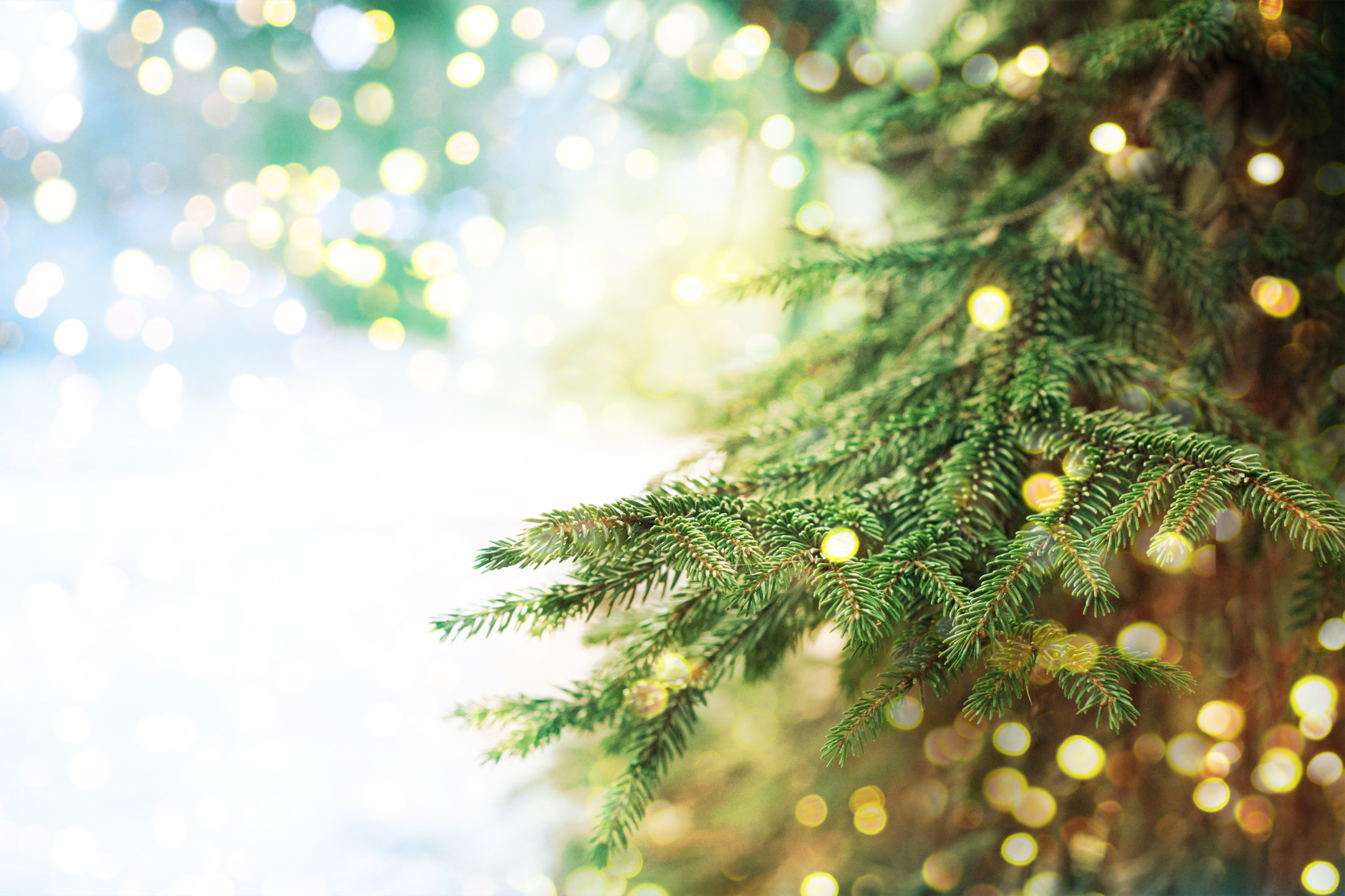 3000x2000 Closeup of Christmas tree background