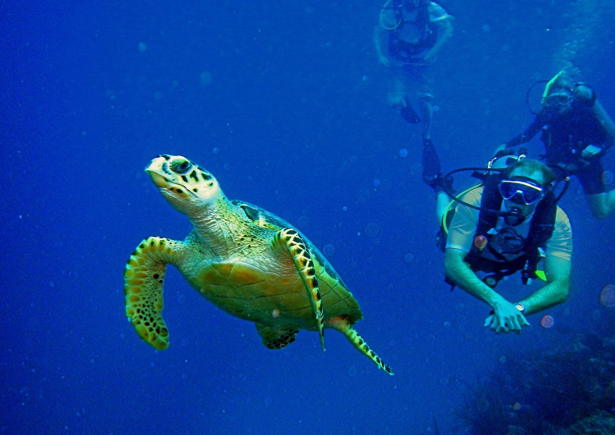 2000x1413 Scuba diving diver ocean sea underwater turtle wallpaper |  |  332437 | WallpaperUP