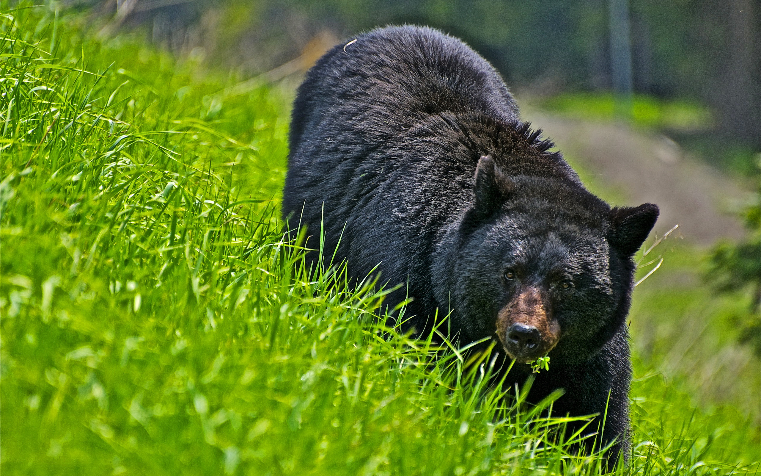 2560x1600 Black Bear wallpaper background images hd wallpapers.
