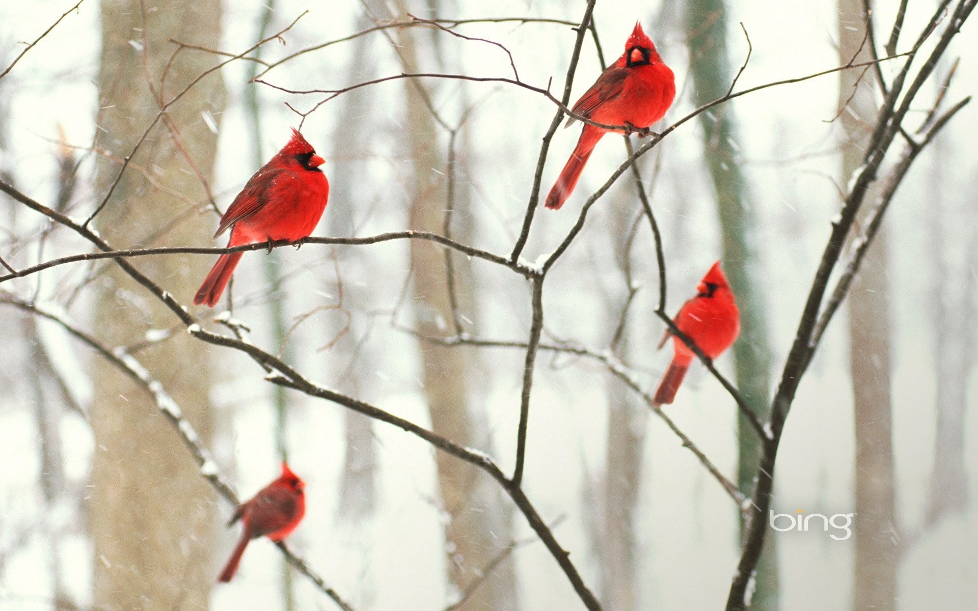 1920x1200 winter birds cardinal park branch tree wallpaper forest snow
