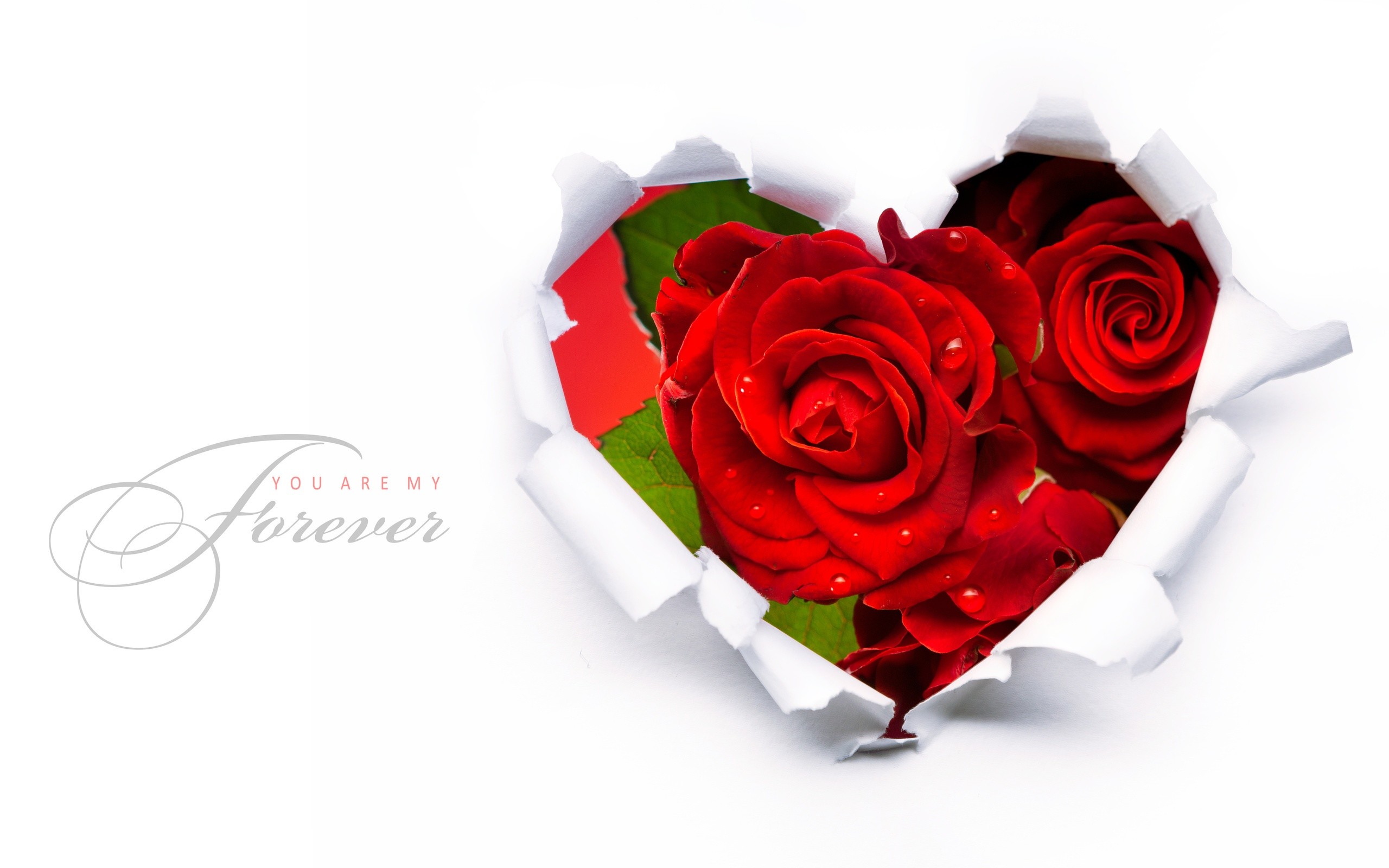 2560x1600 Red Rose Flower Love Wallpapers