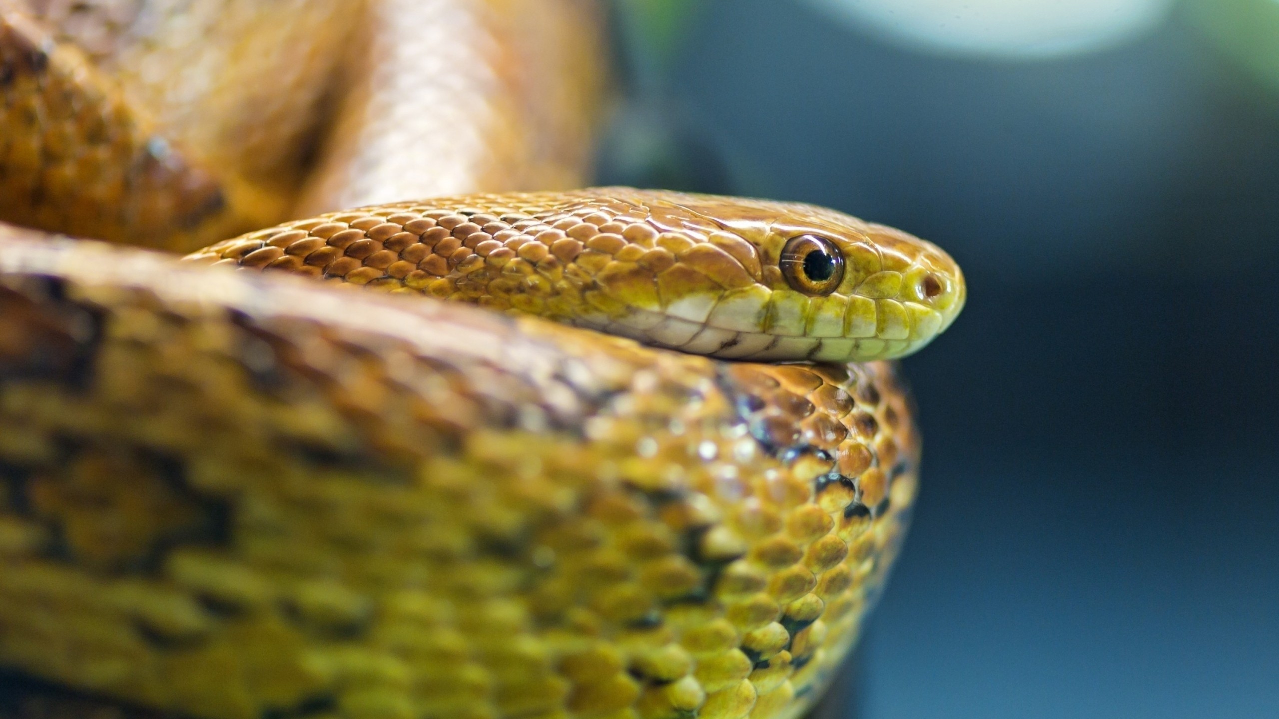 2560x1440  Wallpaper snake, eyes, scales