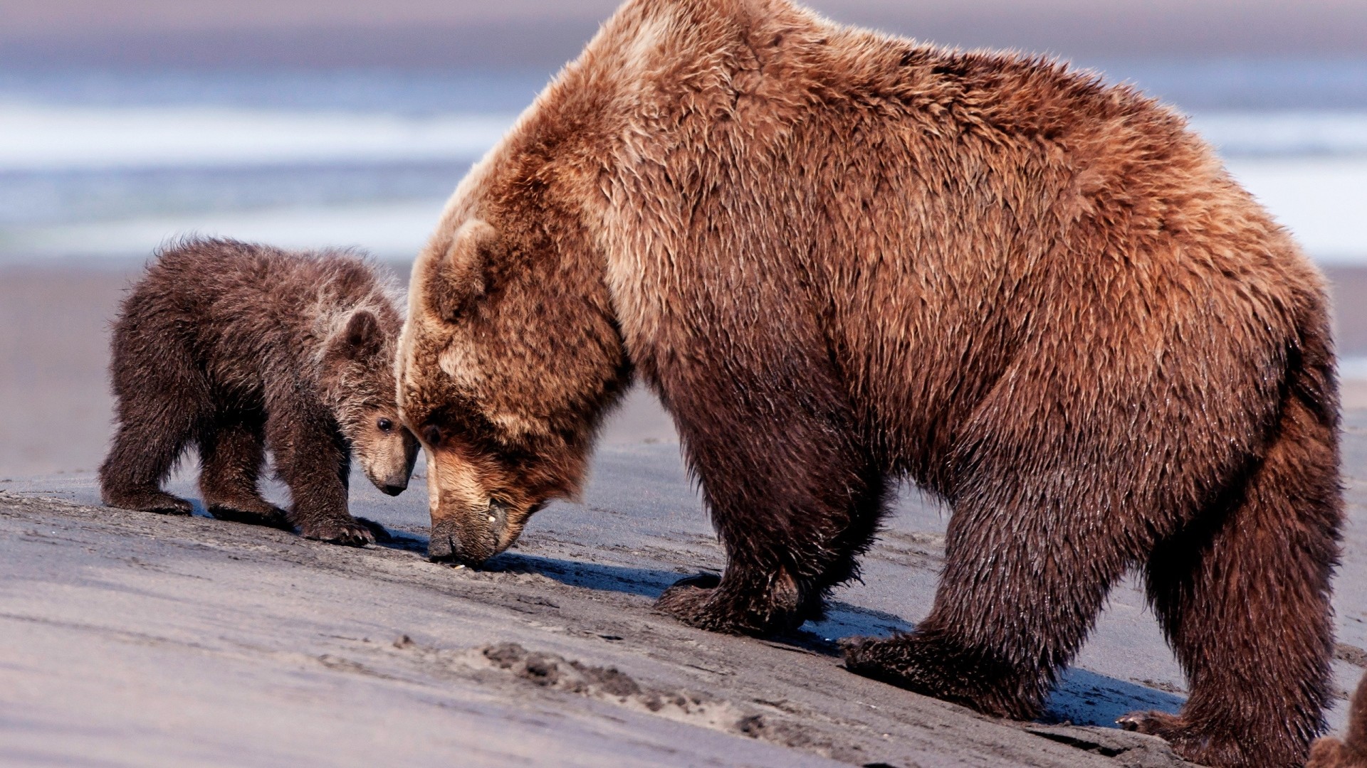 1920x1080  Wallpaper bears, baby, couple, caring