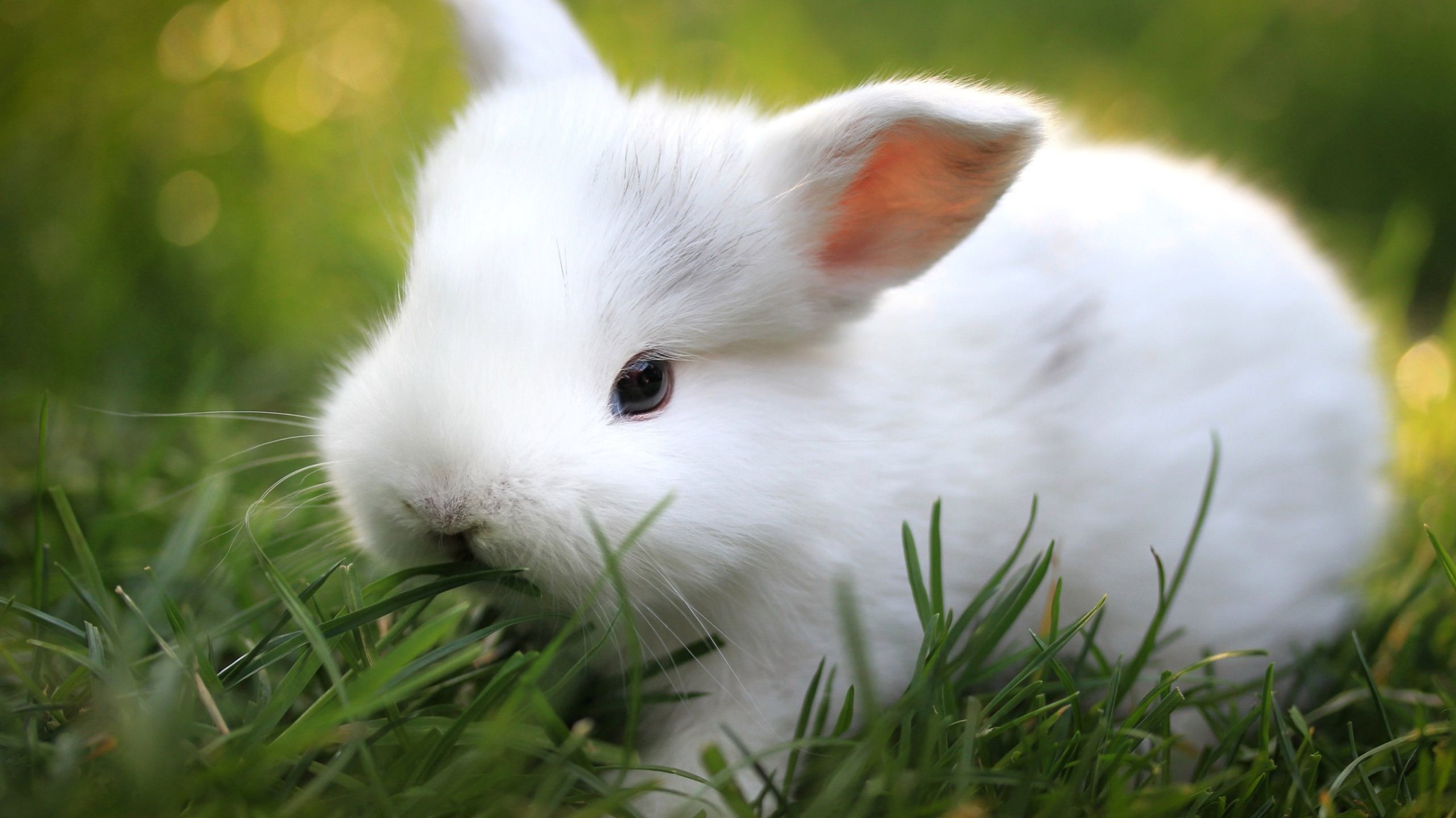 2560x1440 Cute Bunny Wallpapers Wide For Desktop Wallpaper 2560 x 1440 px 1.08 MB  widescren cute rabbit