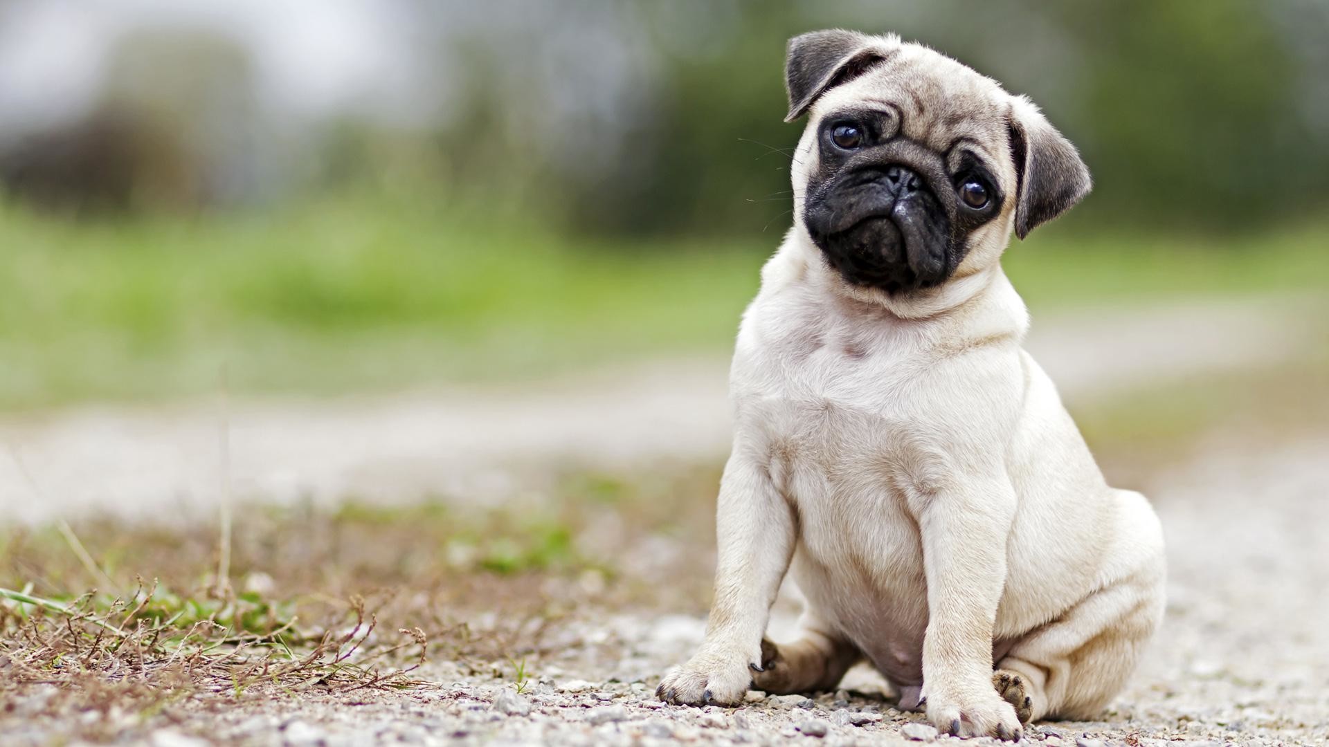 1920x1080 What Are The Characteristics of a Pug Puppy and Dog? - http://