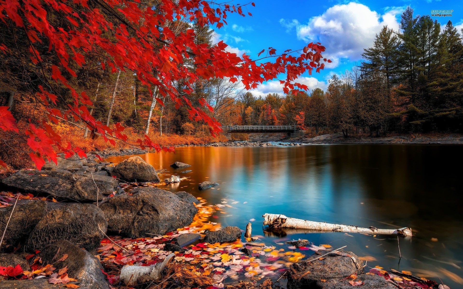 1920x1200  Autumn Forest Wallpaper For Desktop - HD Wallpapers Backgrounds  of .
