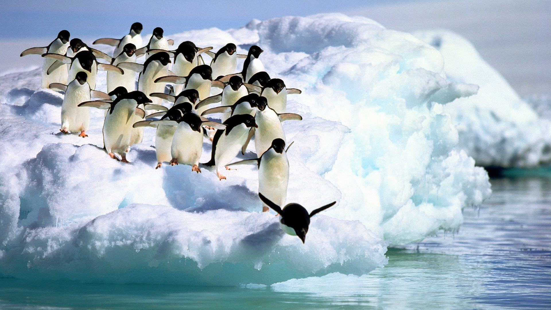 1920x1080 HD Penguins Wallpapers and Photos | HD Animals Wallpapers