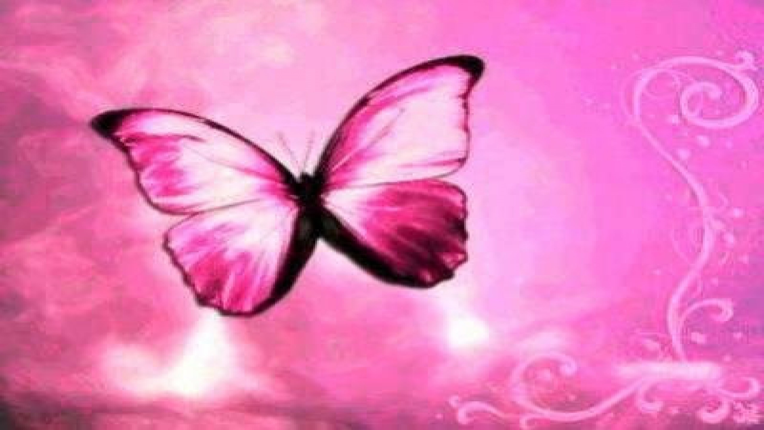 2560x1440 pink butterflies wallpaper Pink Butterfly Backgrounds Â·â 