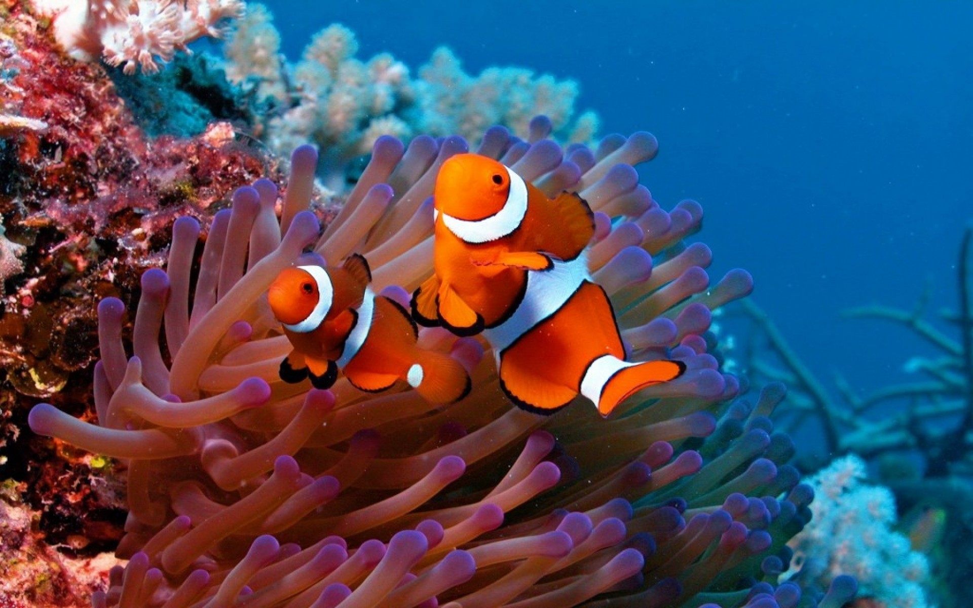 1920x1200 desktop clown fish wallpapers hd hd wallpapers background photos apple  samsung wallpapers wallpaper for iphone free download pictures 1920Ã1200  Wallpaper HD
