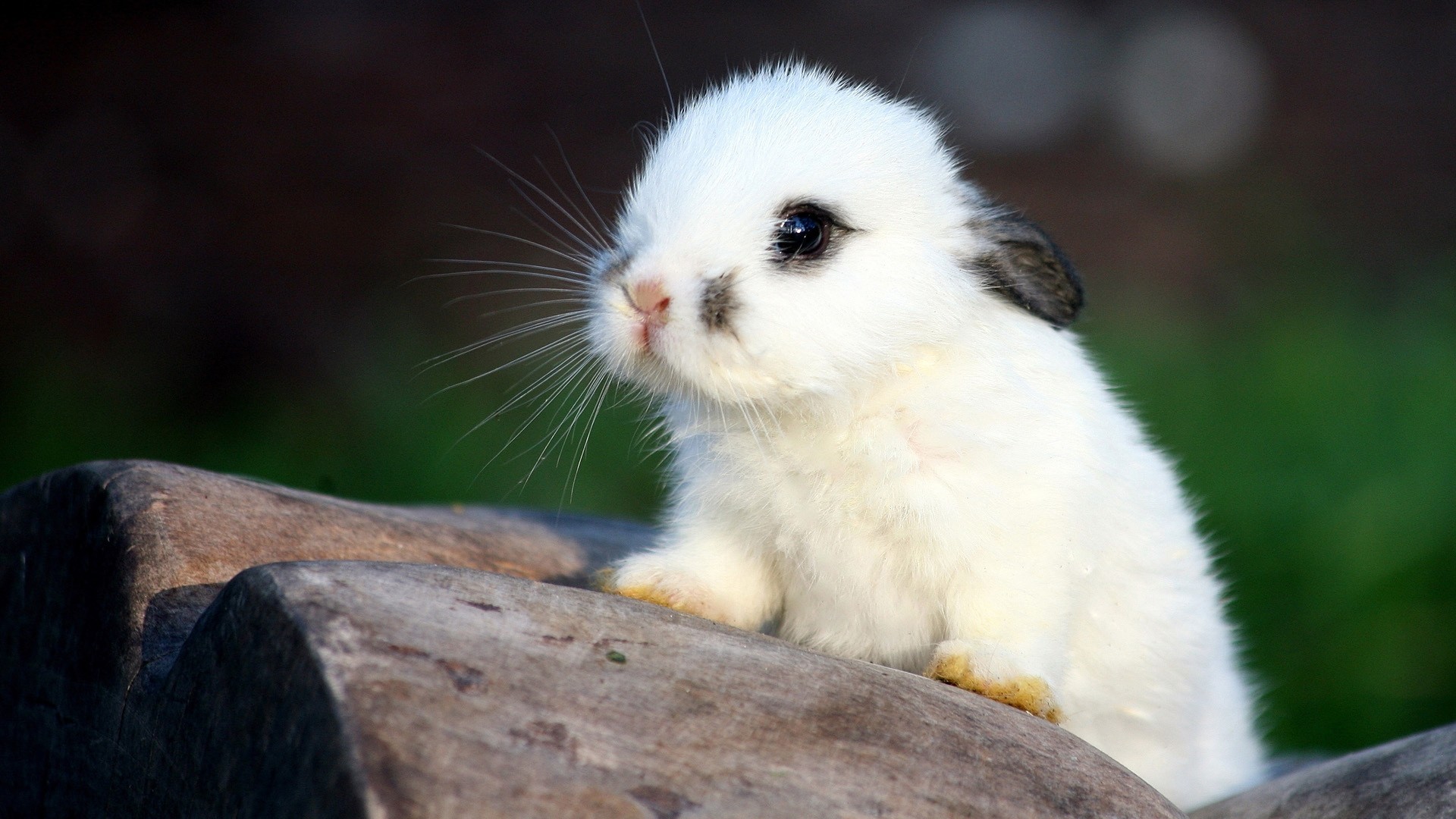 1920x1080  Wallpaper rabbit, spotted, cute