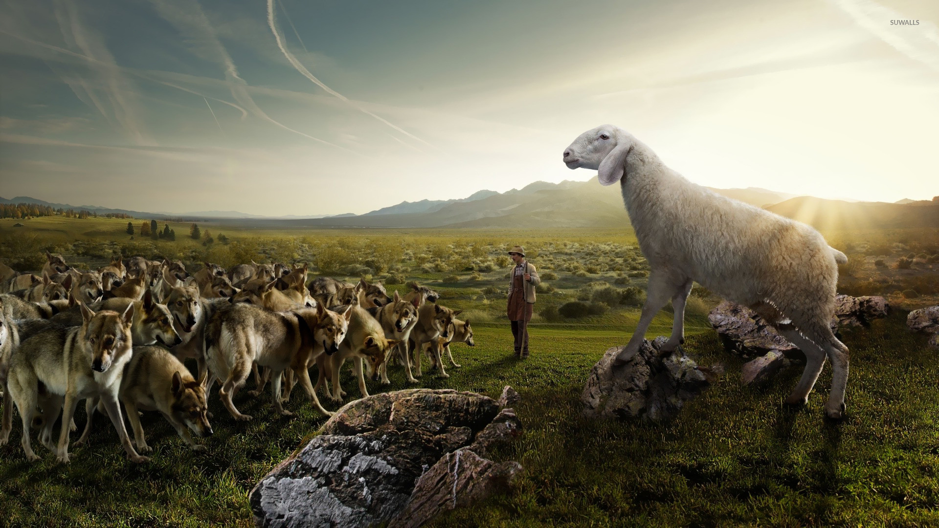 1920x1080 Sheep attacking the wolves wallpaper  jpg