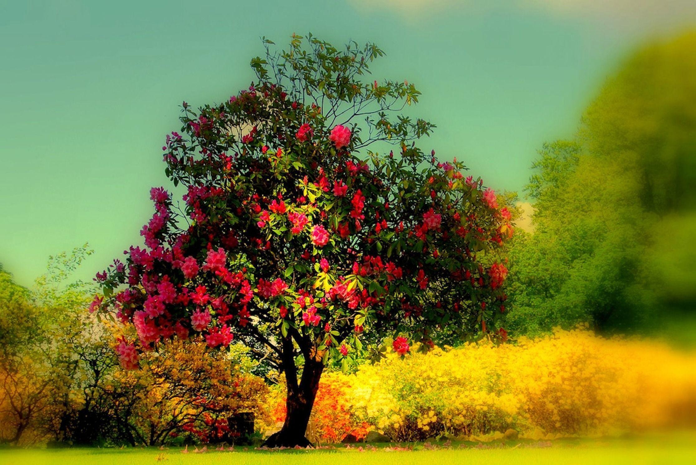 2232x1493  HD Beautiful Tree Wallpaper | Download Free - 118471