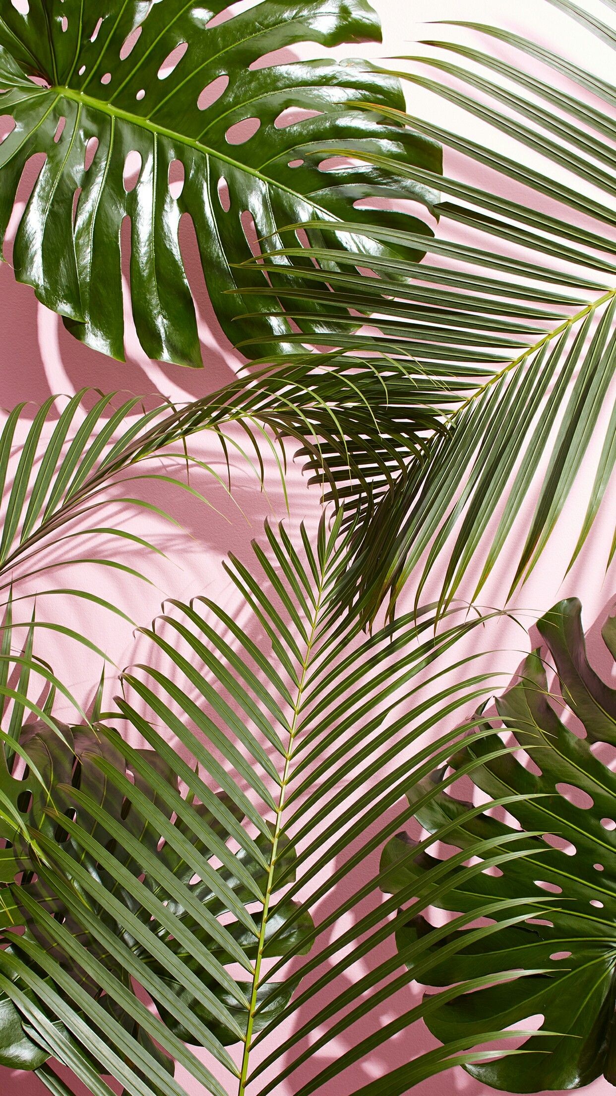 1242x2208 Have a lovely day || @bandrino Palm Background, Iphone Background Pink, Pink