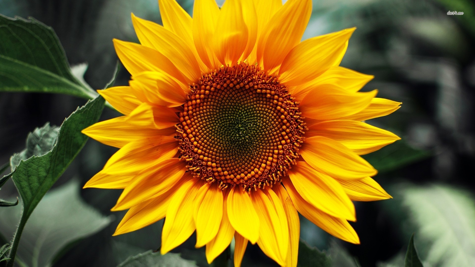 1920x1080 Adorable Sunflower Images Full HD,  px for desktop and mobile