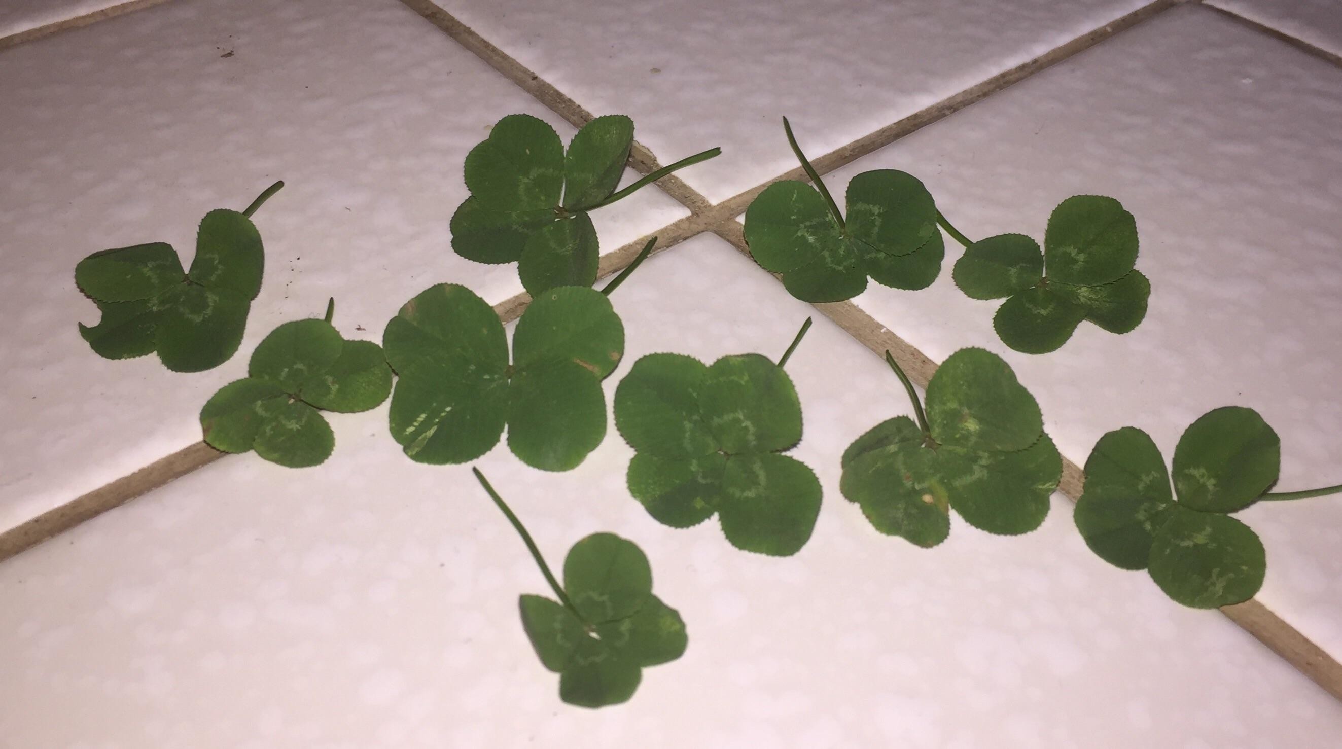 2646x1477 I saw a four leaf clover in my front yard today and decided to stay and  hunt for more and ended up finding 10 before my back couldn't take any more  ...