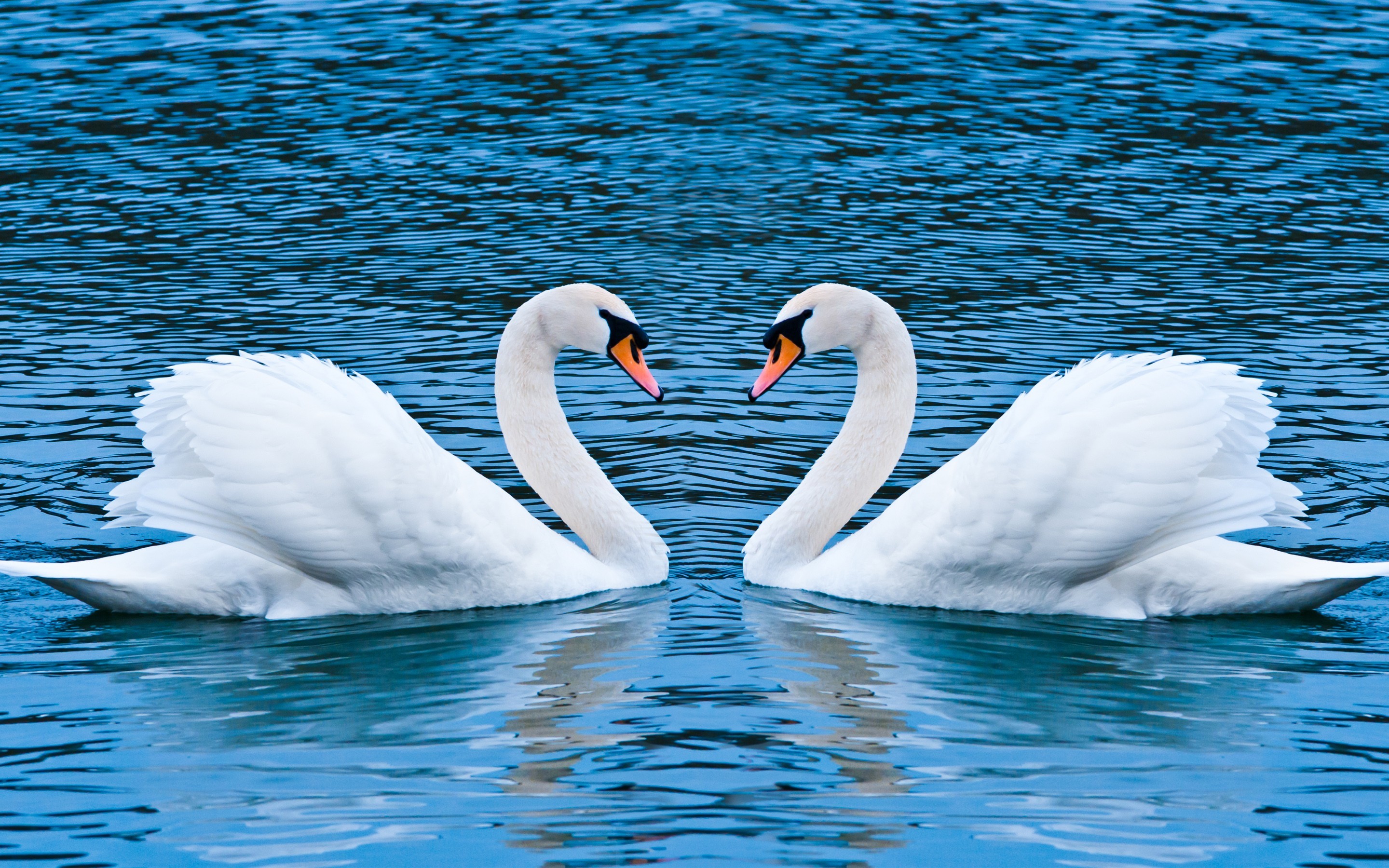 2880x1800 Swan Love Birds