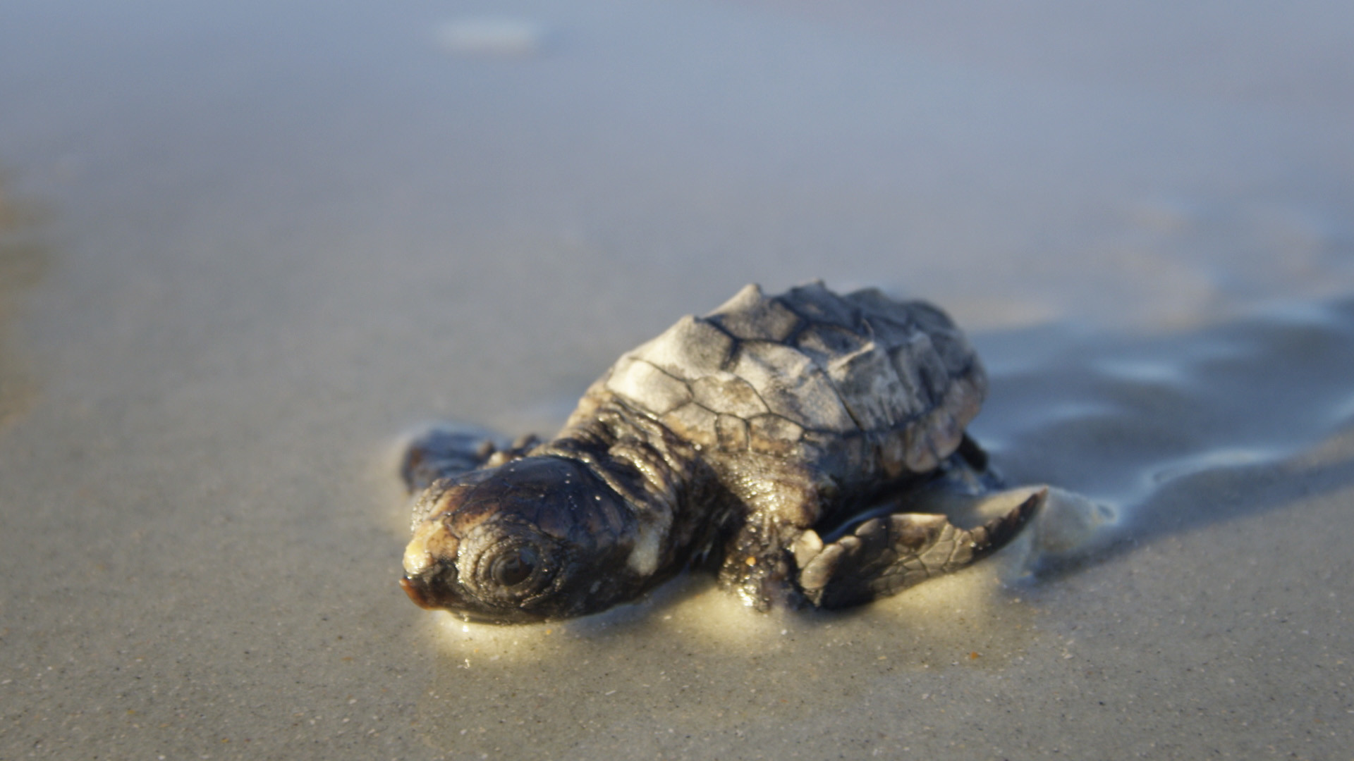 1920x1080 Baby Sea Turtles: The Hardest Animals to Film?: Ep. 9 - Untamed with Filipe  DeAndrade Video - Nat Geo WILD