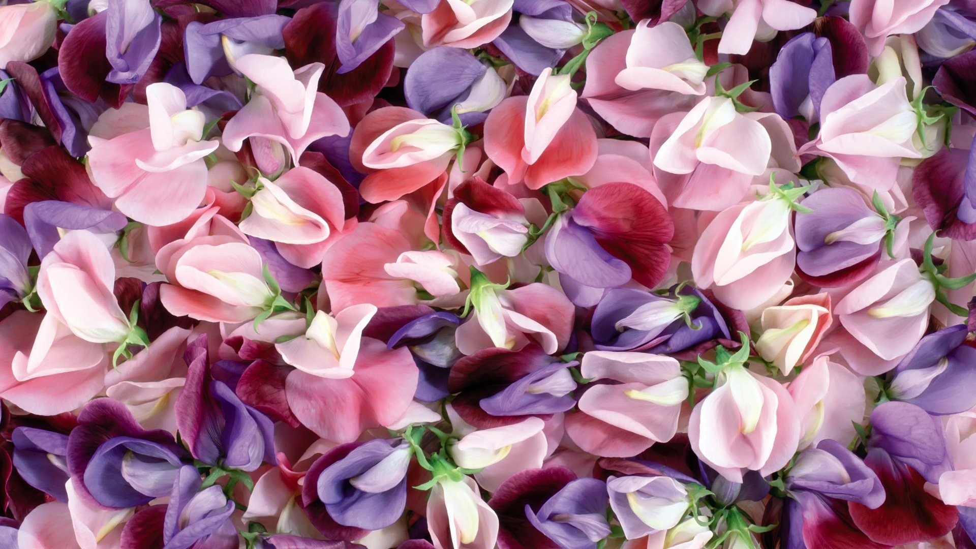 1920x1080 Pink And Purple Flowers 705365