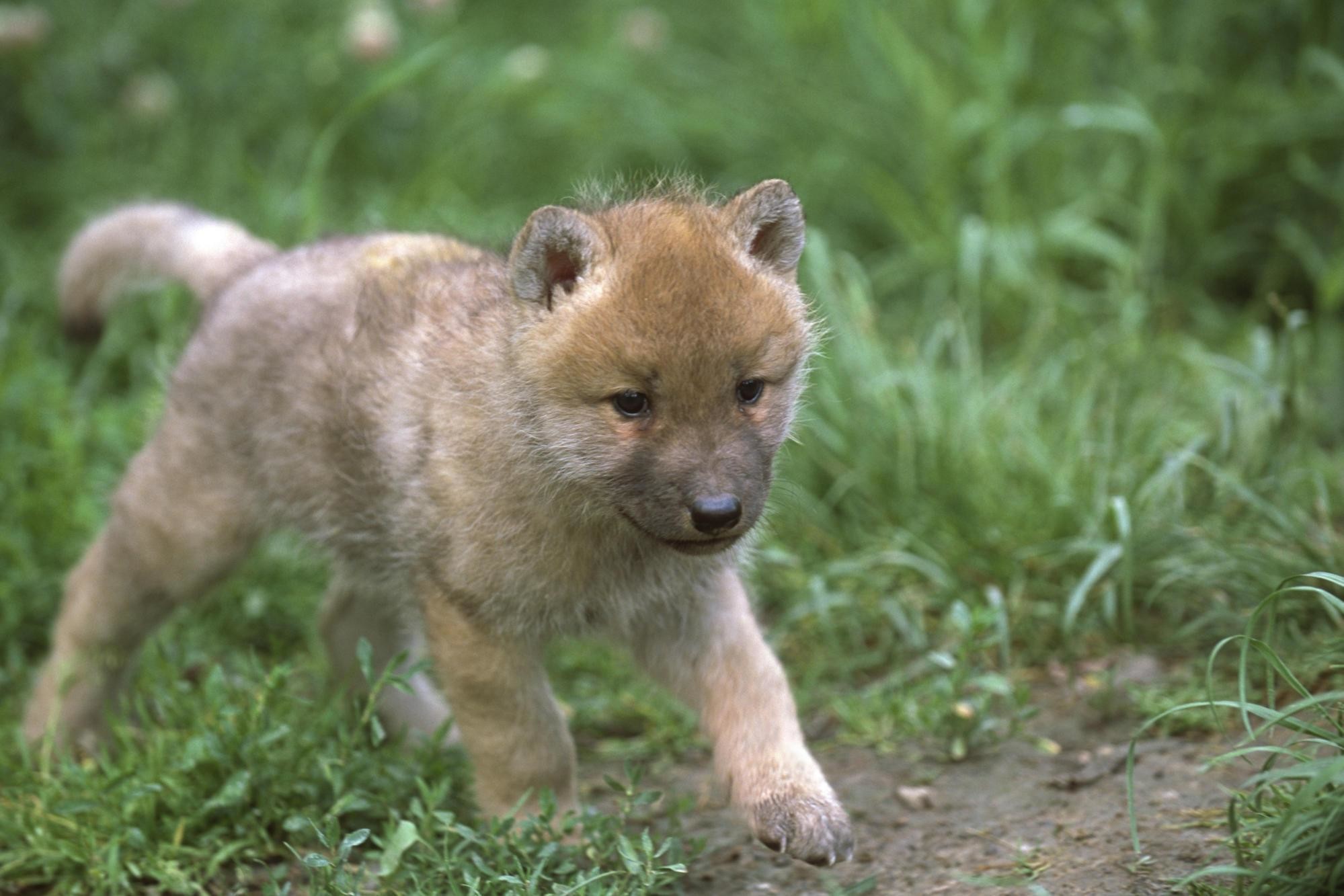 1999x1333 Baby Wolf Walking