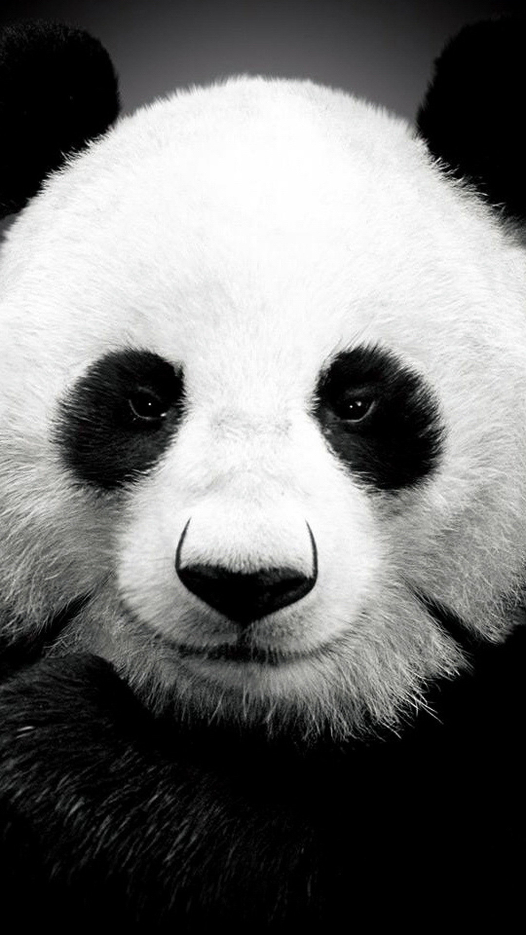 1080x1920 Panda bear Best htc one wallpapers and easy to download 
