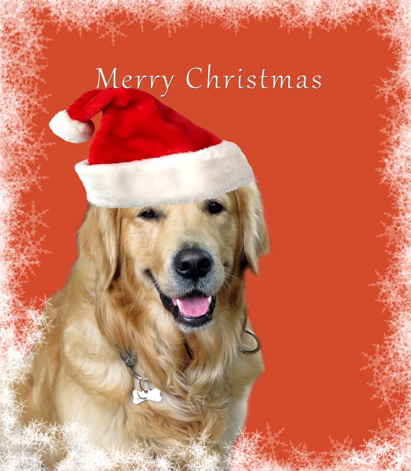 1674x1920 ... Funny Dog Christmas Card Quotes Awesome Dog Christmas Card Free Stock  Public Domain ...