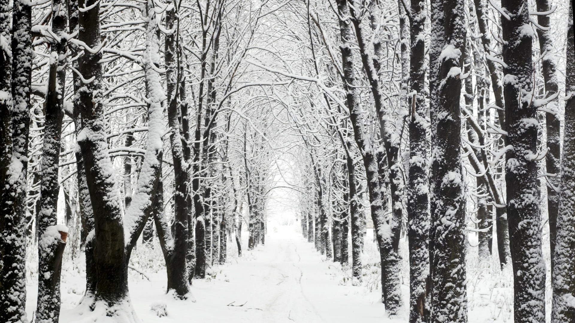 1920x1080 winter wonderland [] Need #iPhone #6S #Plus #Wallpaper/ #
