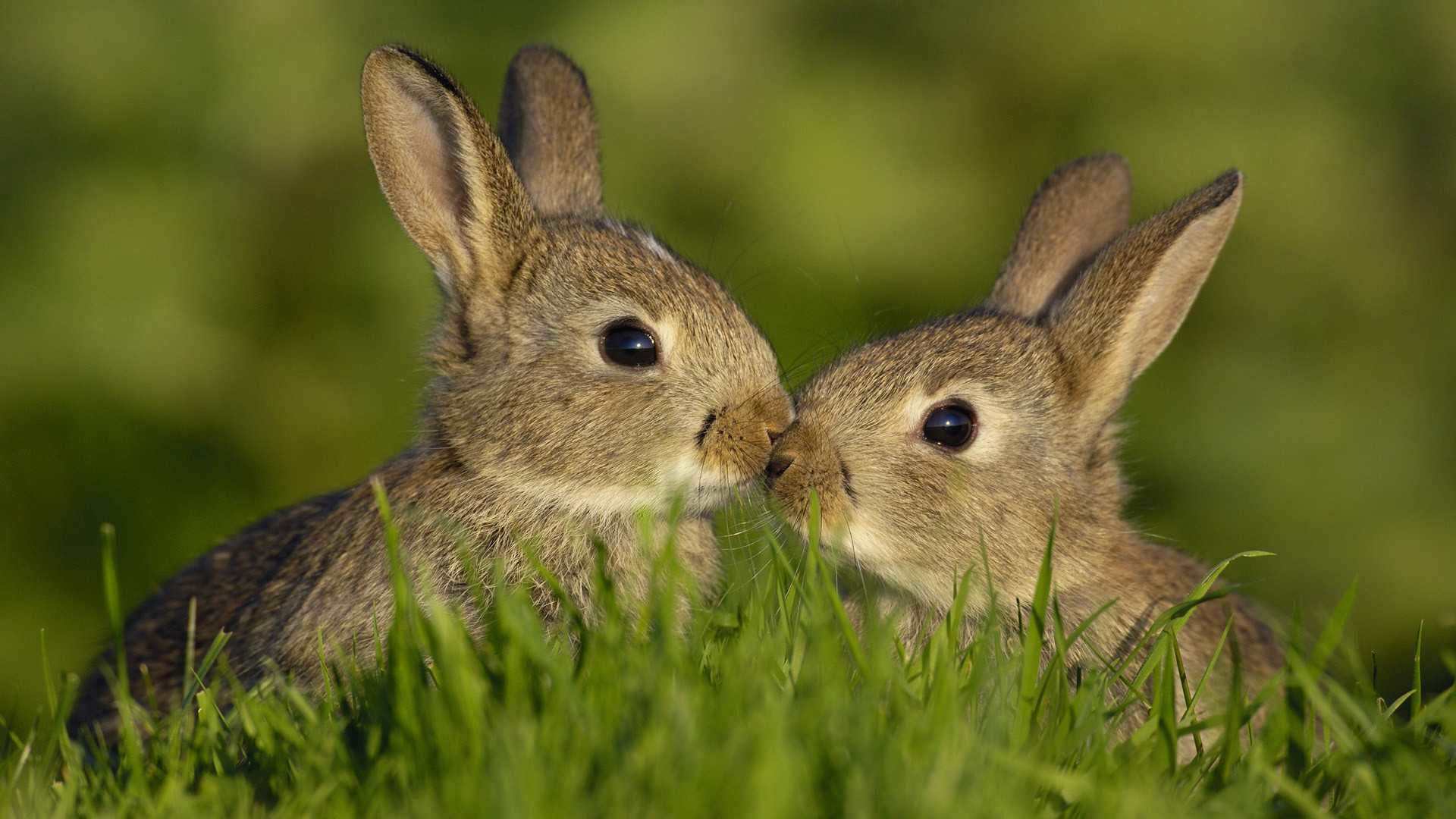 1920x1080 Cute Bunnies Wallpaper 65 On Hdwallpaperspage Baby Rabbits