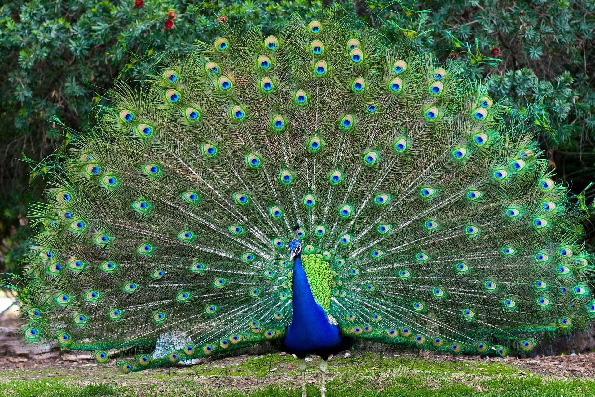 1920x1280 Colorful Bird Male Peacocks Spread Tail Feathers Desktop Wallpaper Hd