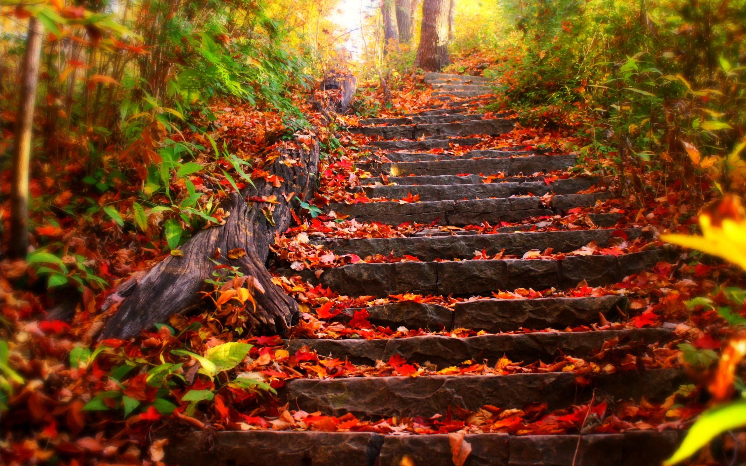 2560x1600 Most Beautiful Fall Photos and Pictures, Fall 4K Ultra HD Wallpapers ...