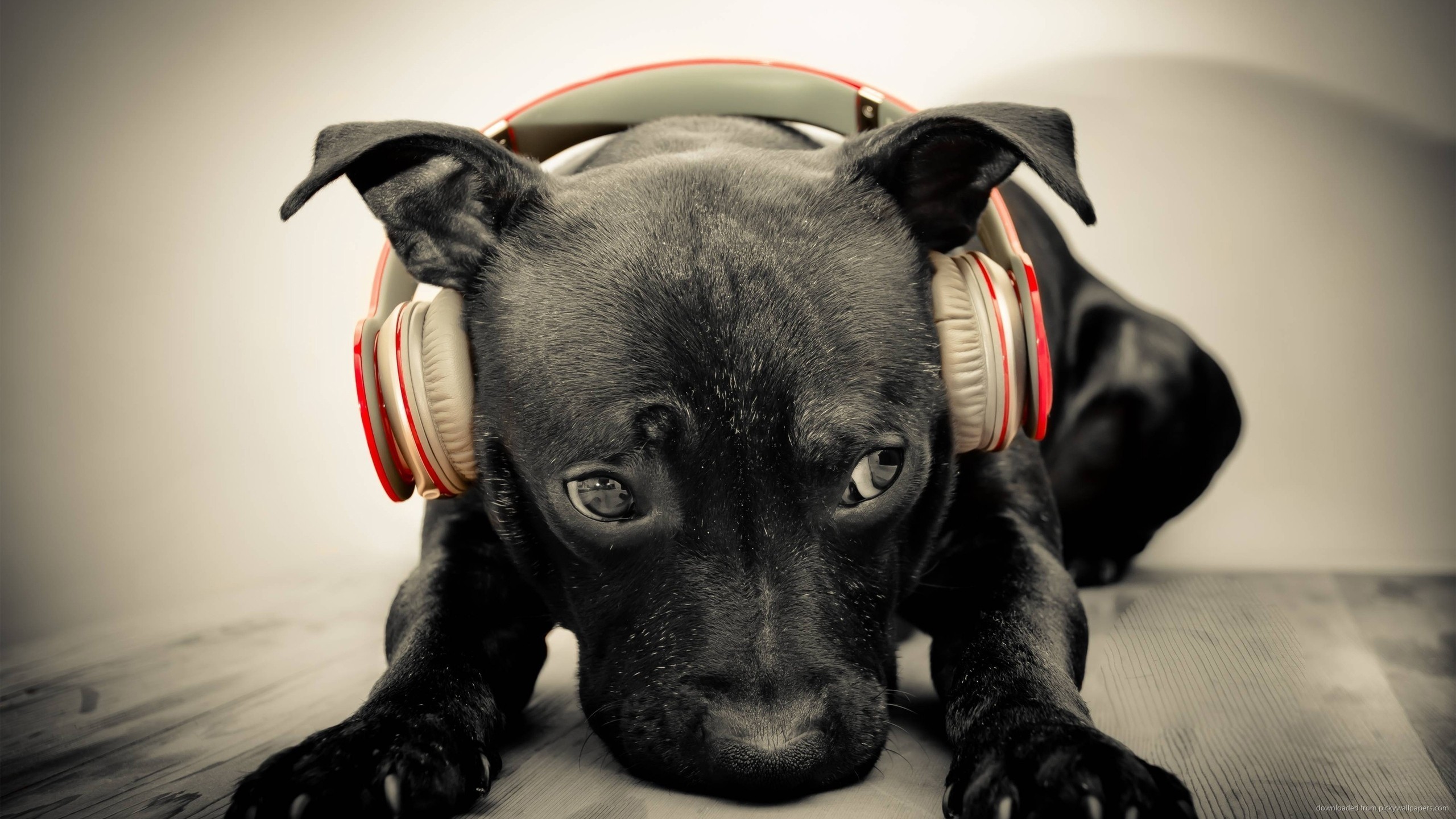 2560x1440 Dog listening to red Beats by Dre Solo HD for 