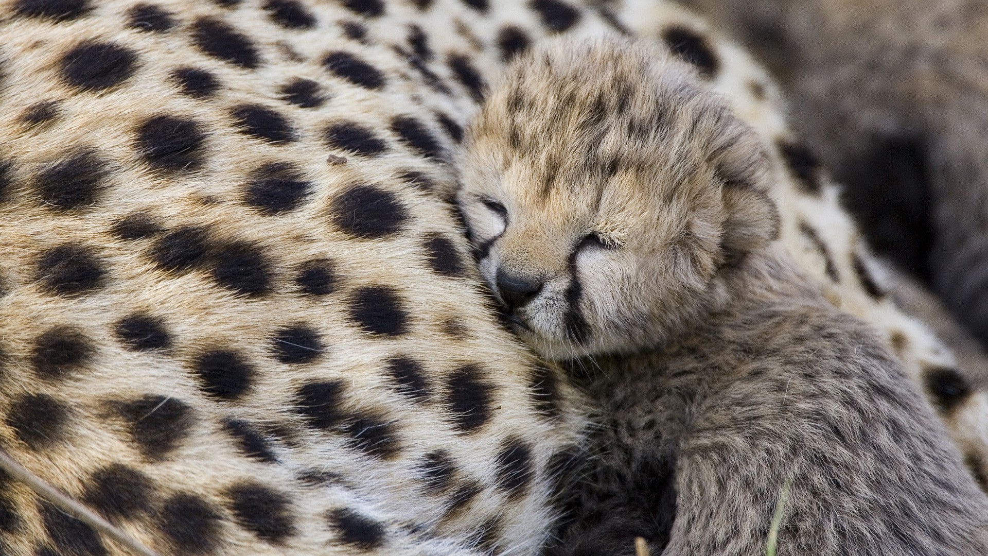 1920x1080 Cute Baby Cheetah Wallpaper 30516