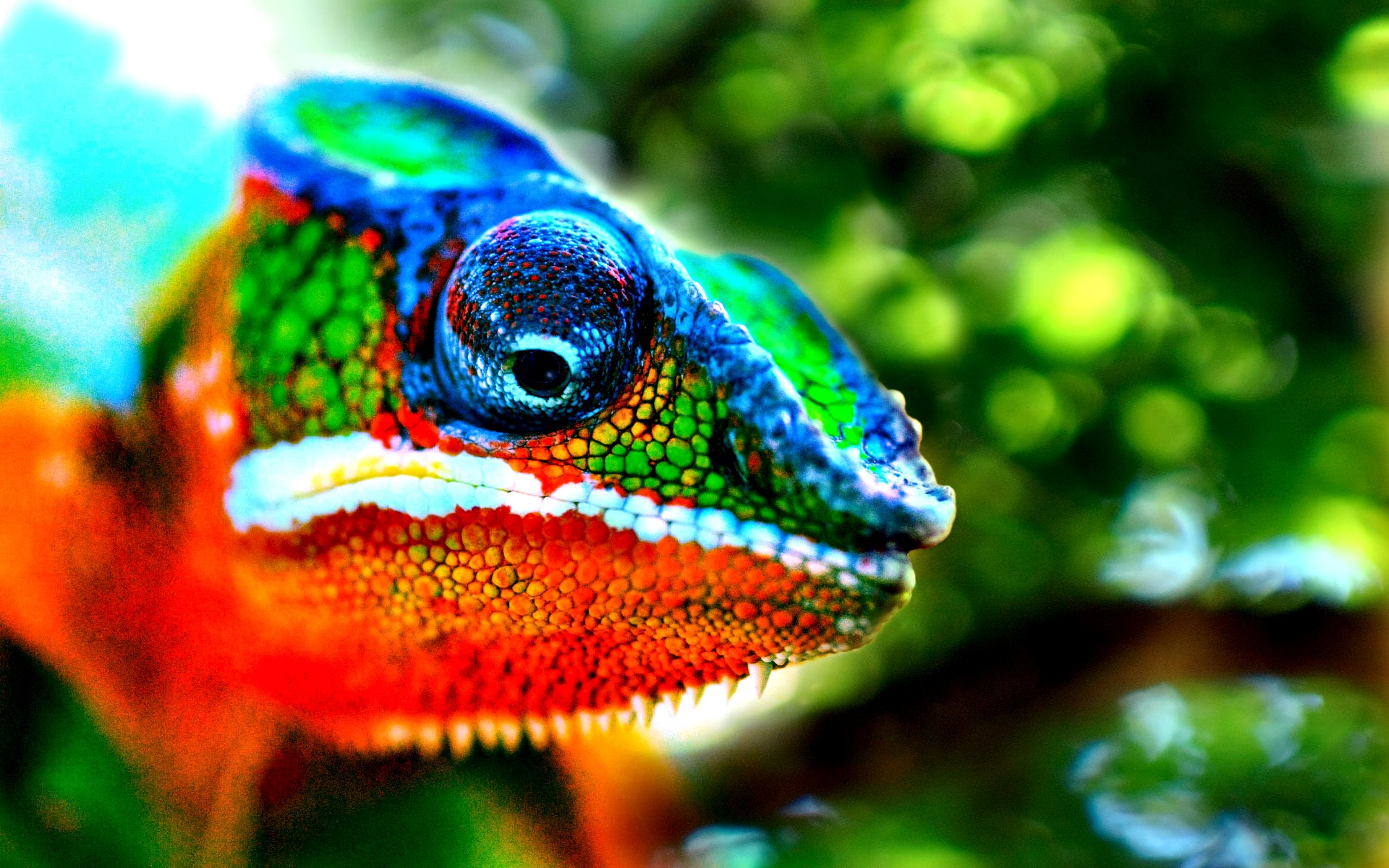 3072x1920 Animal - Chameleon Lizard Animal Colorful Wallpaper