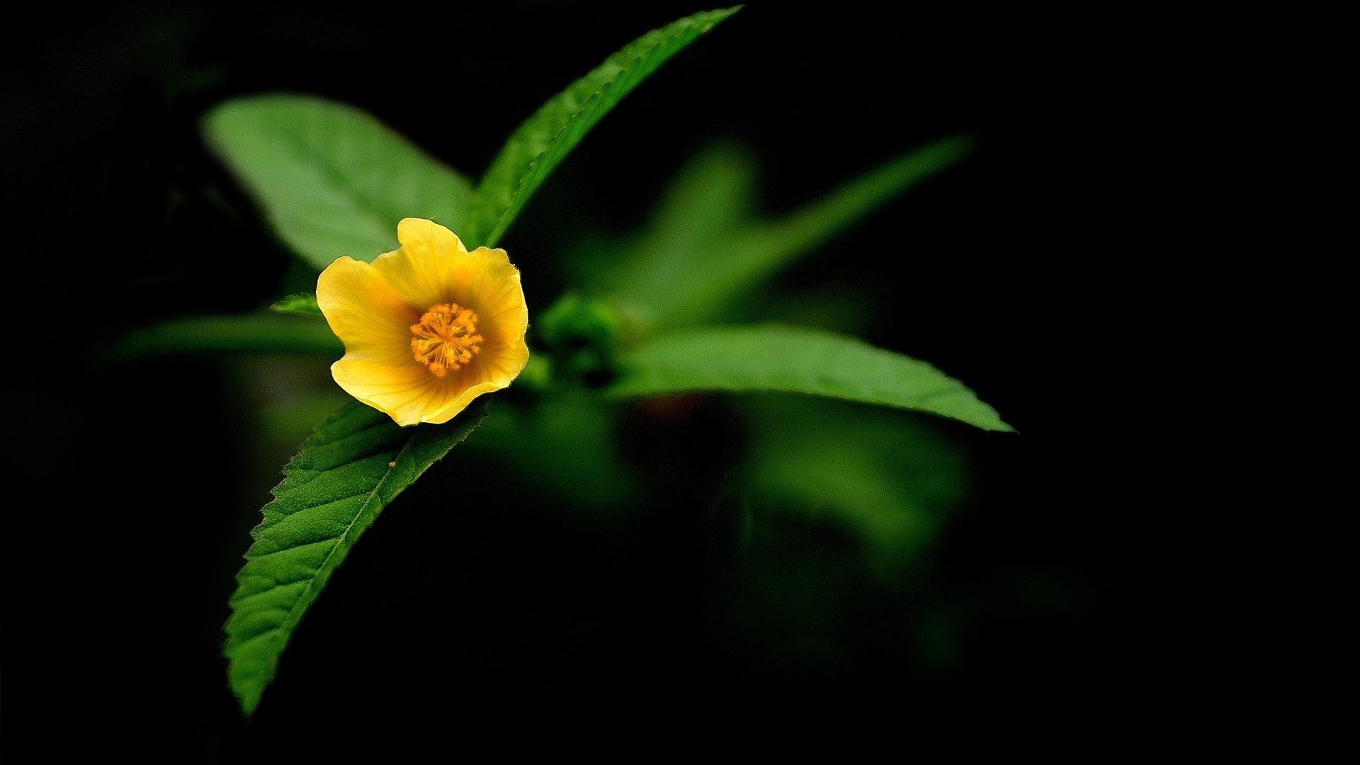 Black Flower Wallpaper:Amazon.ca:Appstore for Android