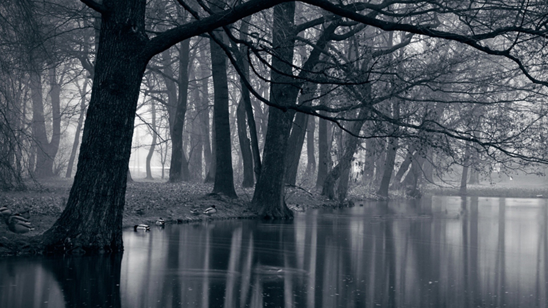 1920x1080  Mystic Park Dark Forest & Sea. How to set wallpaper on ...