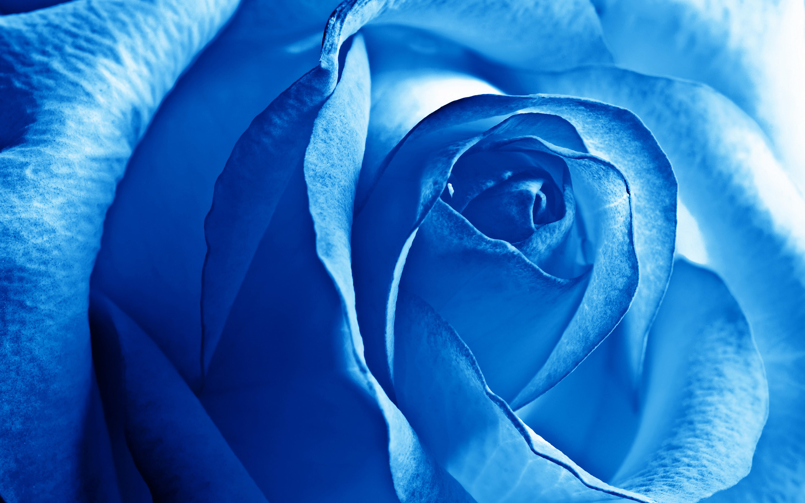 2560x1600 Blue Rose