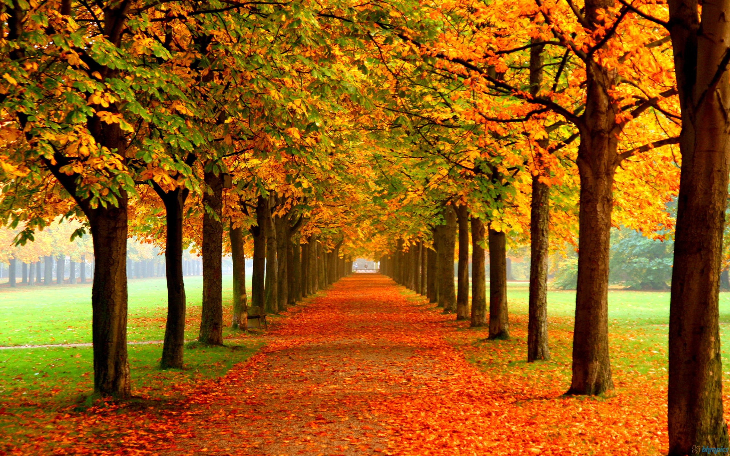 2560x1600 Autumn-Leaves-Background-Free-Nature-Wallpaper-Autumn-Leaves-