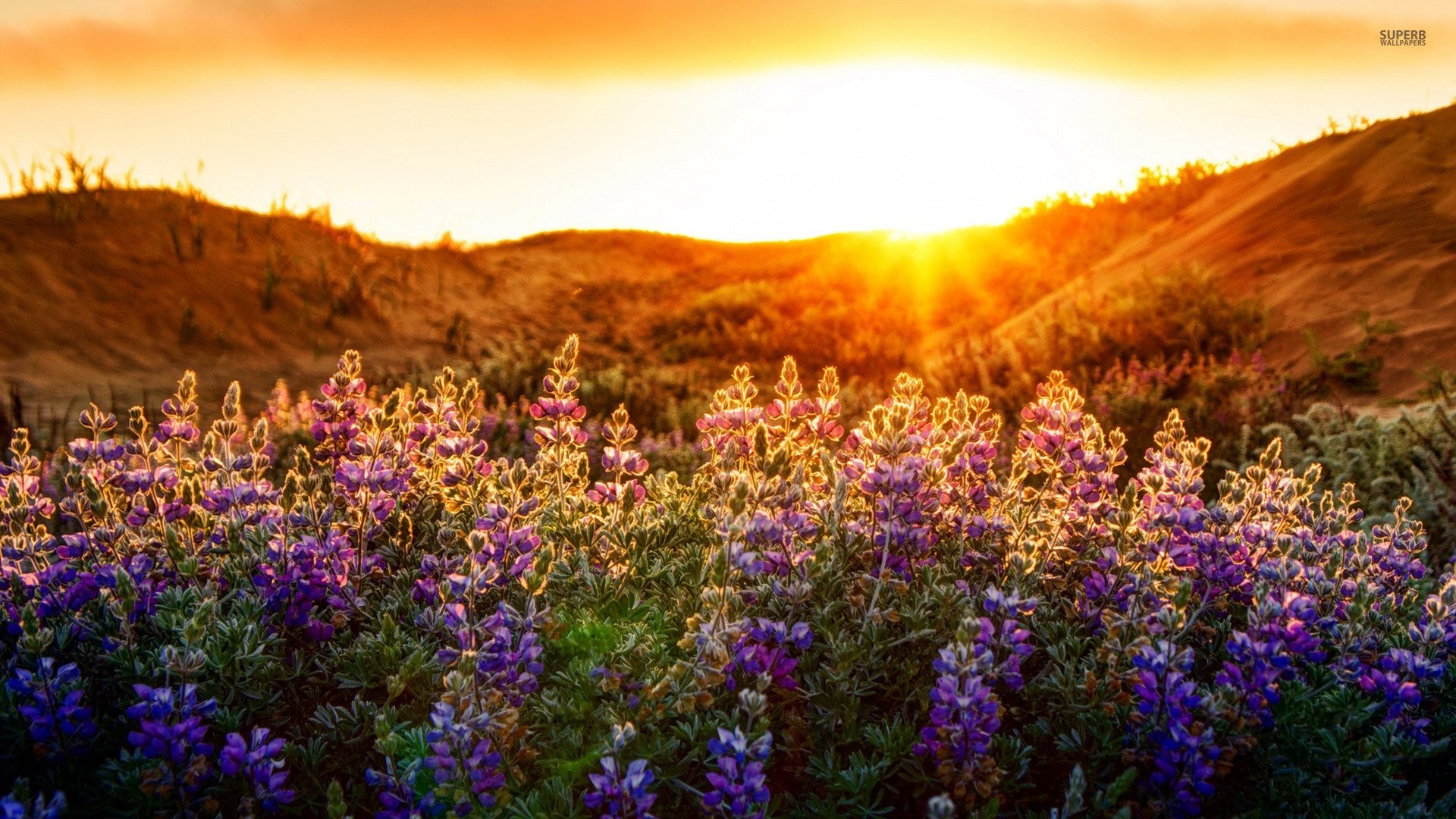 1920x1080 Purple Wildflowers In The Sunset