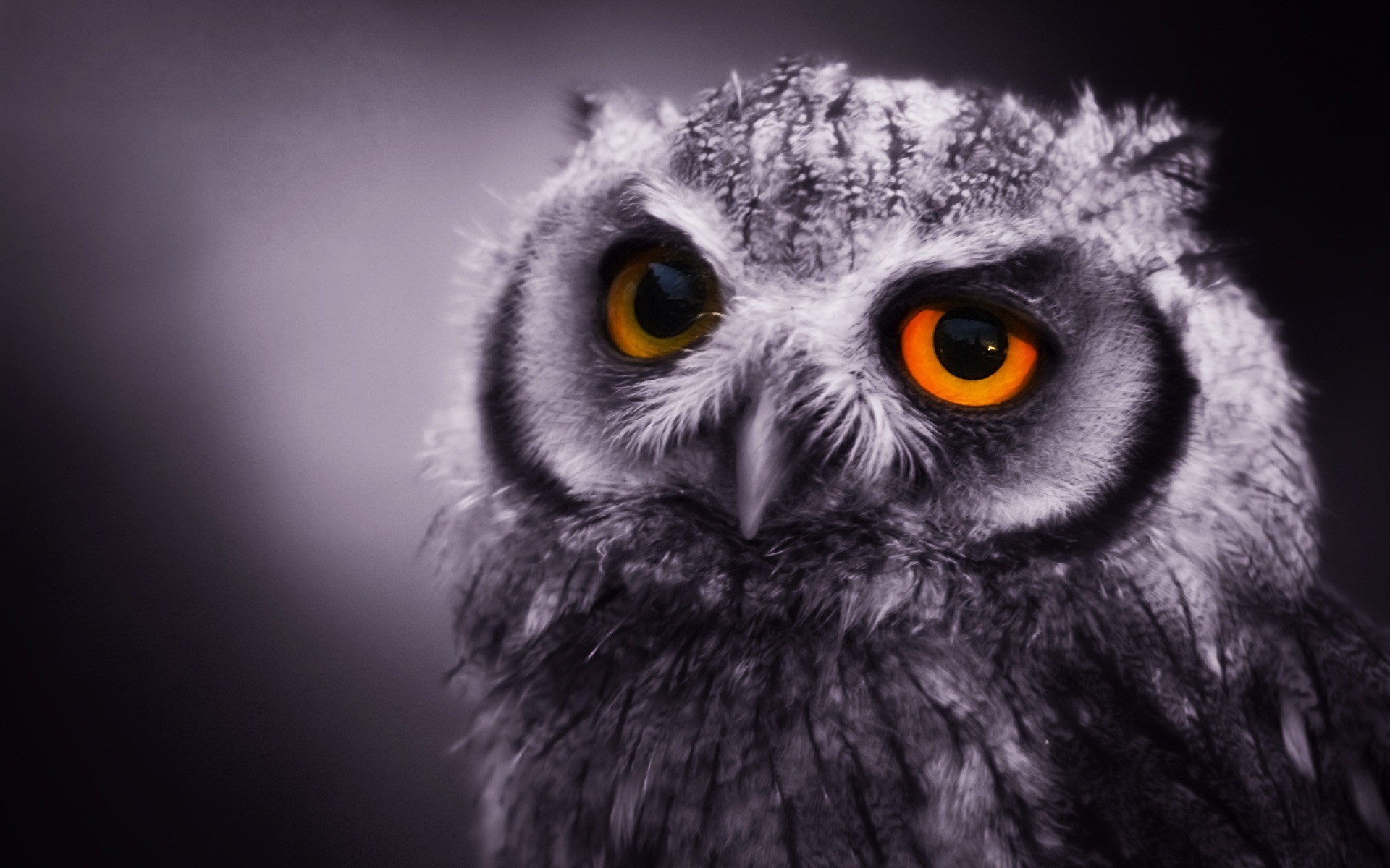 1920x1200 Night Owl Wallpaper Birds Animals