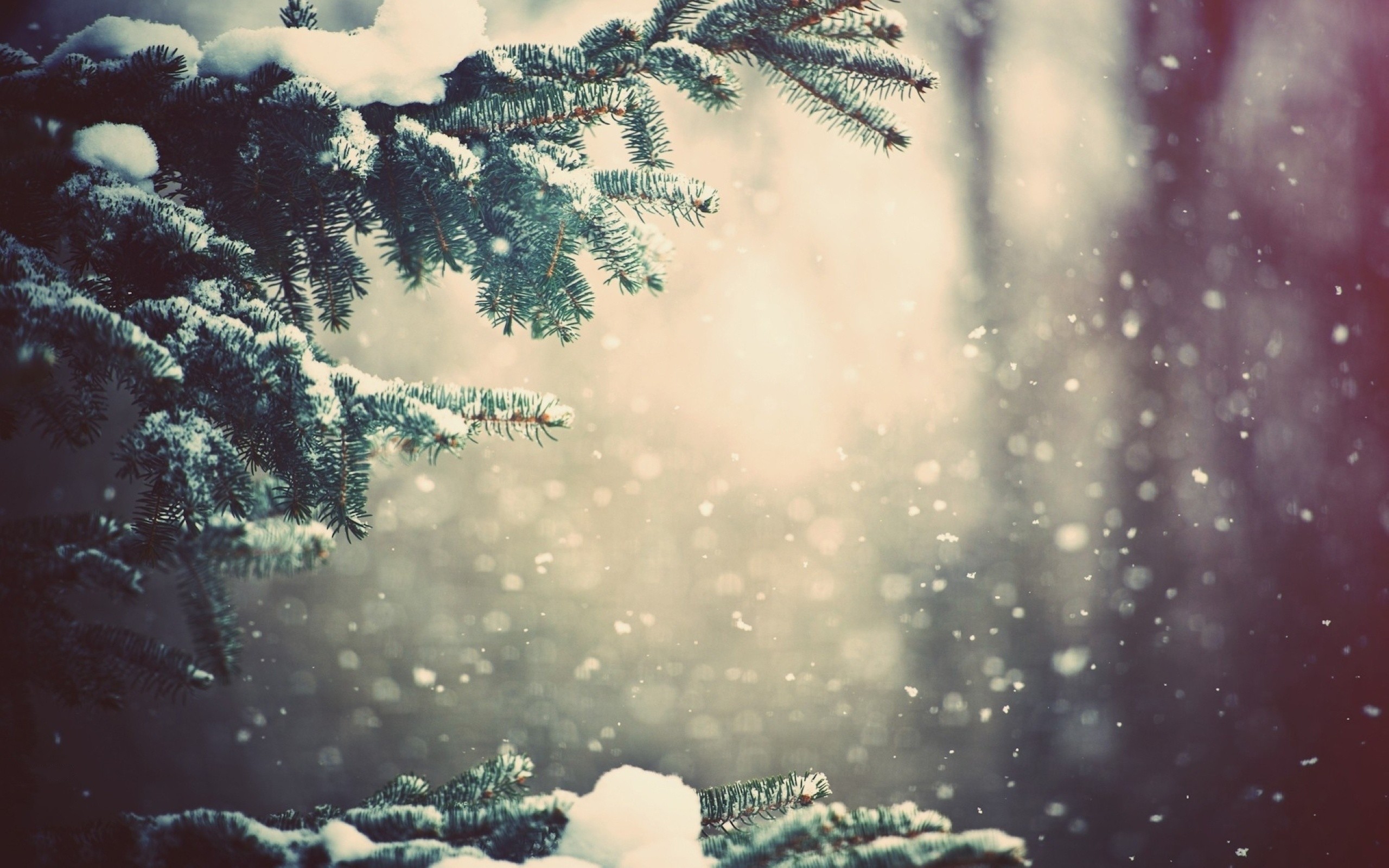 2560x1600 Snow on Christmas Tree Branches - Nexus Wallpaper