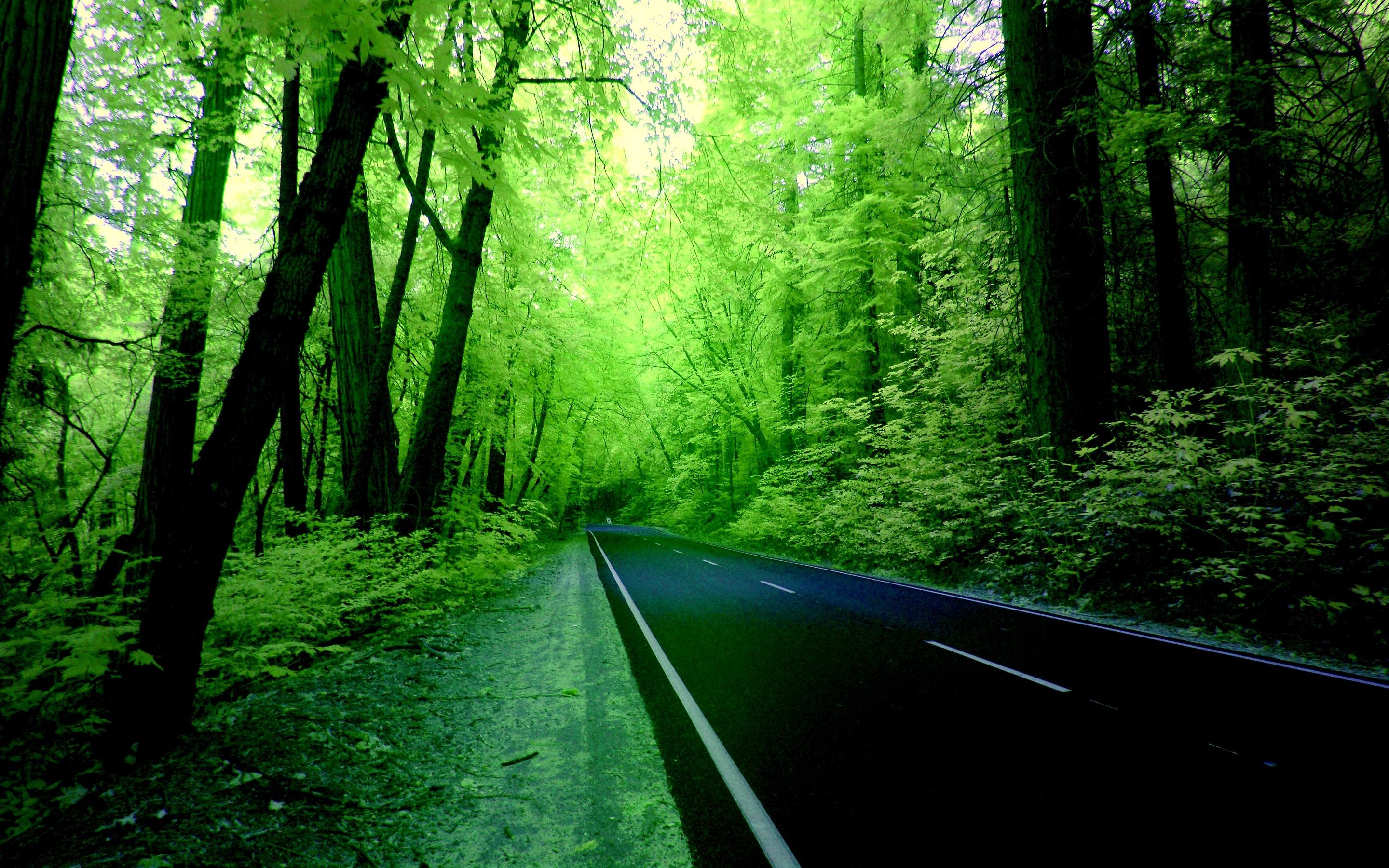 2880x1800 Green Forest Wallpaper Hd Background 9 HD Wallpapers