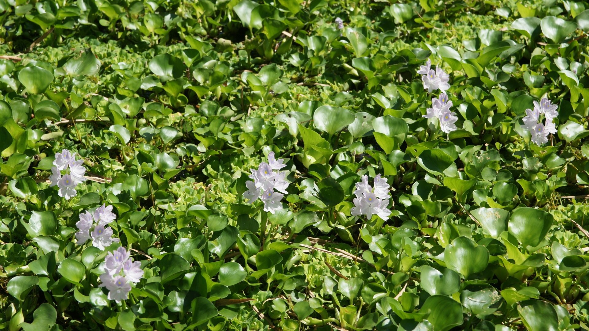 1920x1080 Water Hyacinth 685480