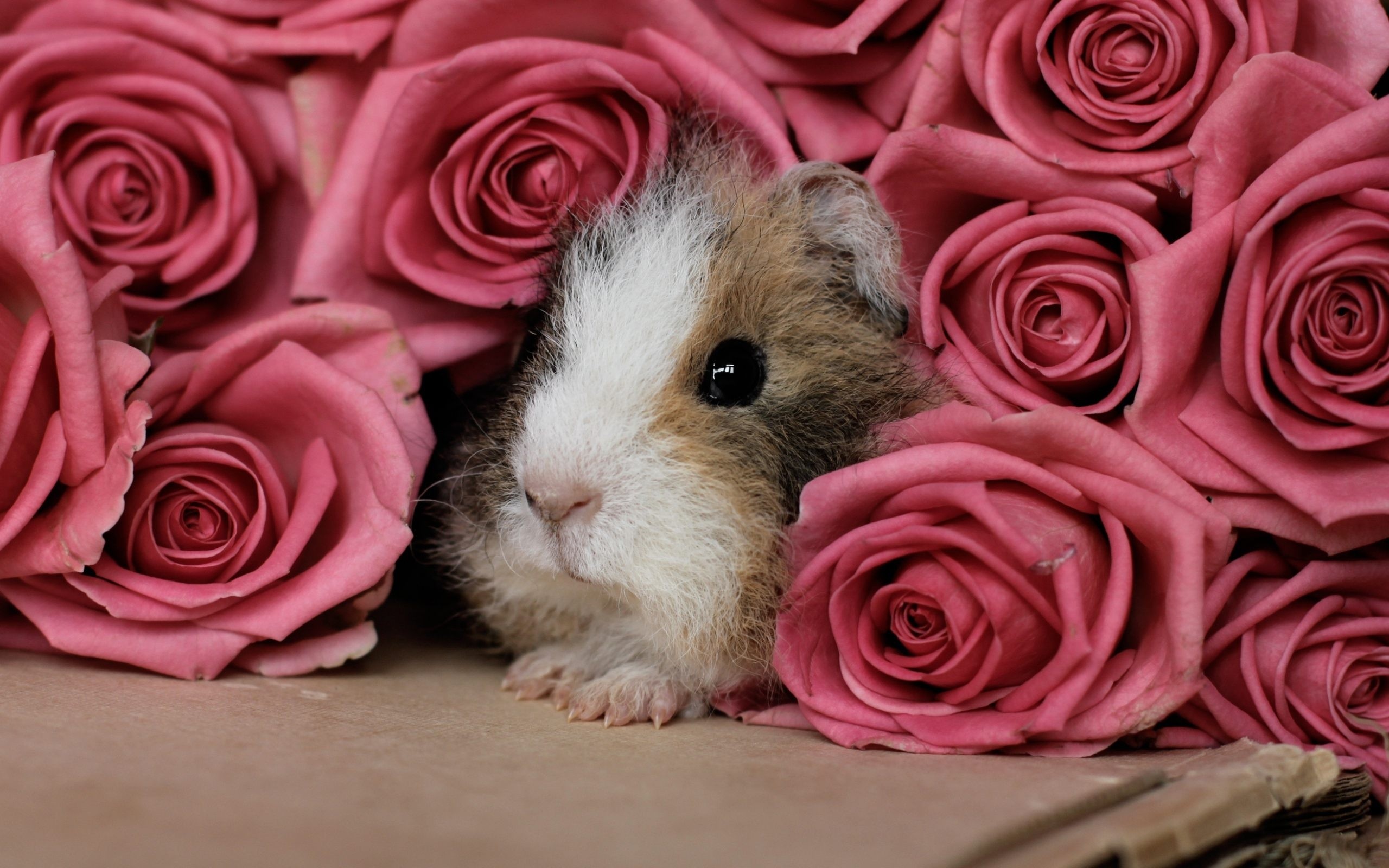 2560x1600 Guinea Pig animal rose pink flower wallpaper ...