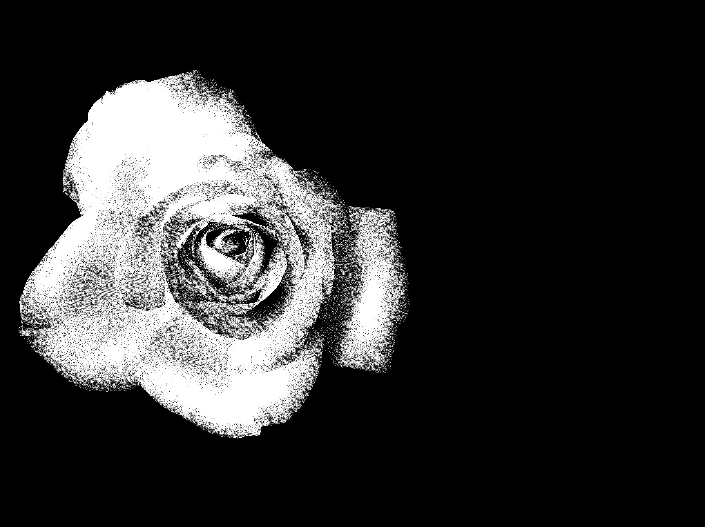 2431x1818 black and white rose Desktop wallpapers